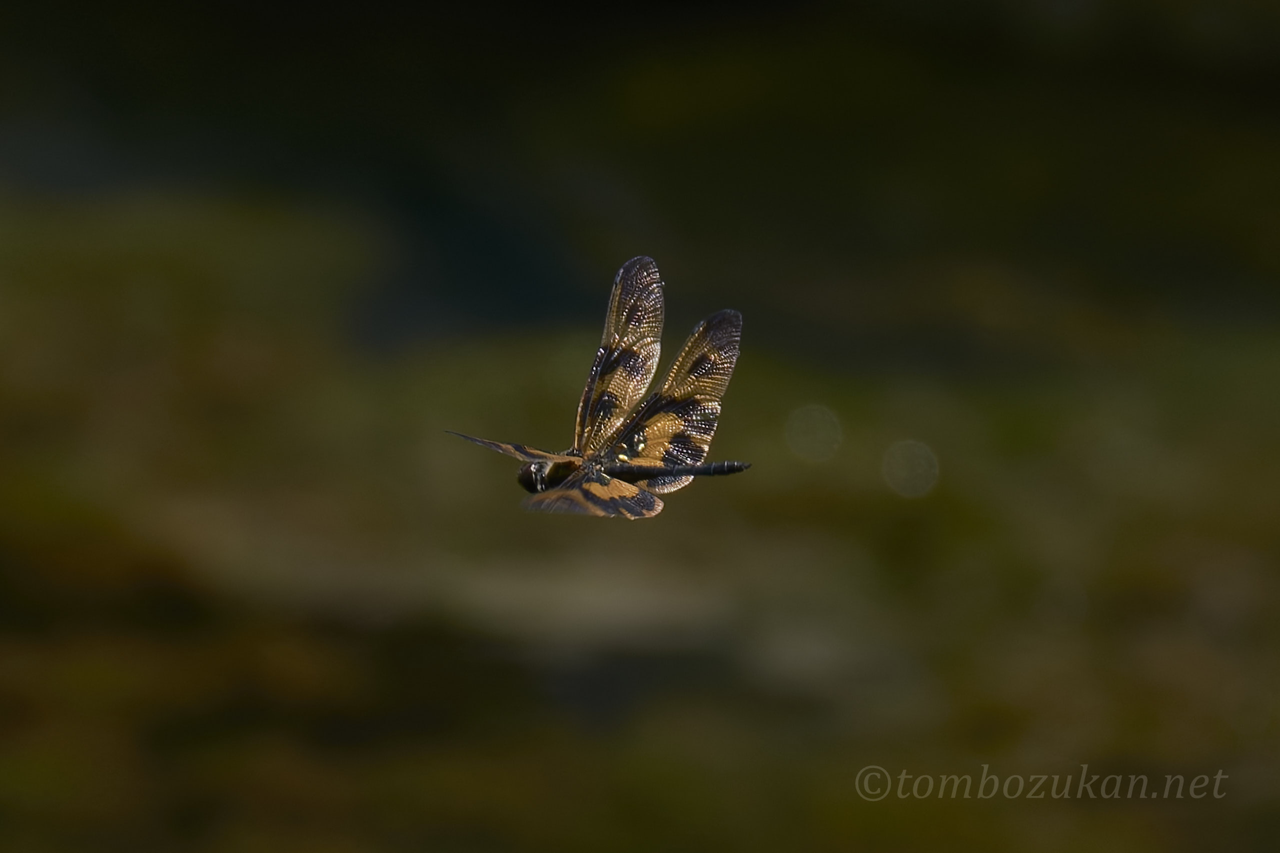 オキナワチョウトンボ