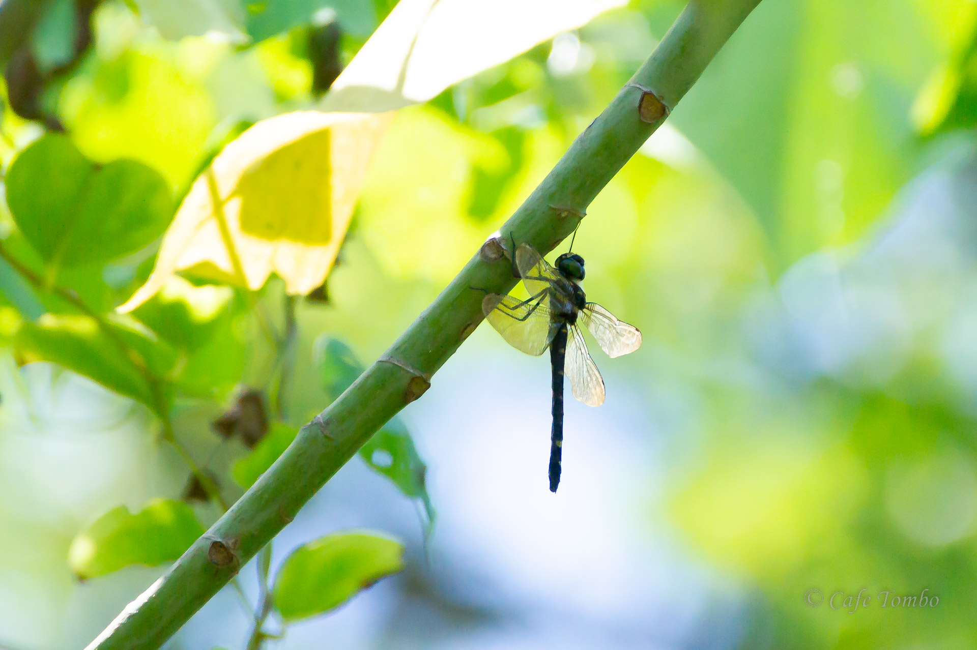 オキナワコヤマトンボ