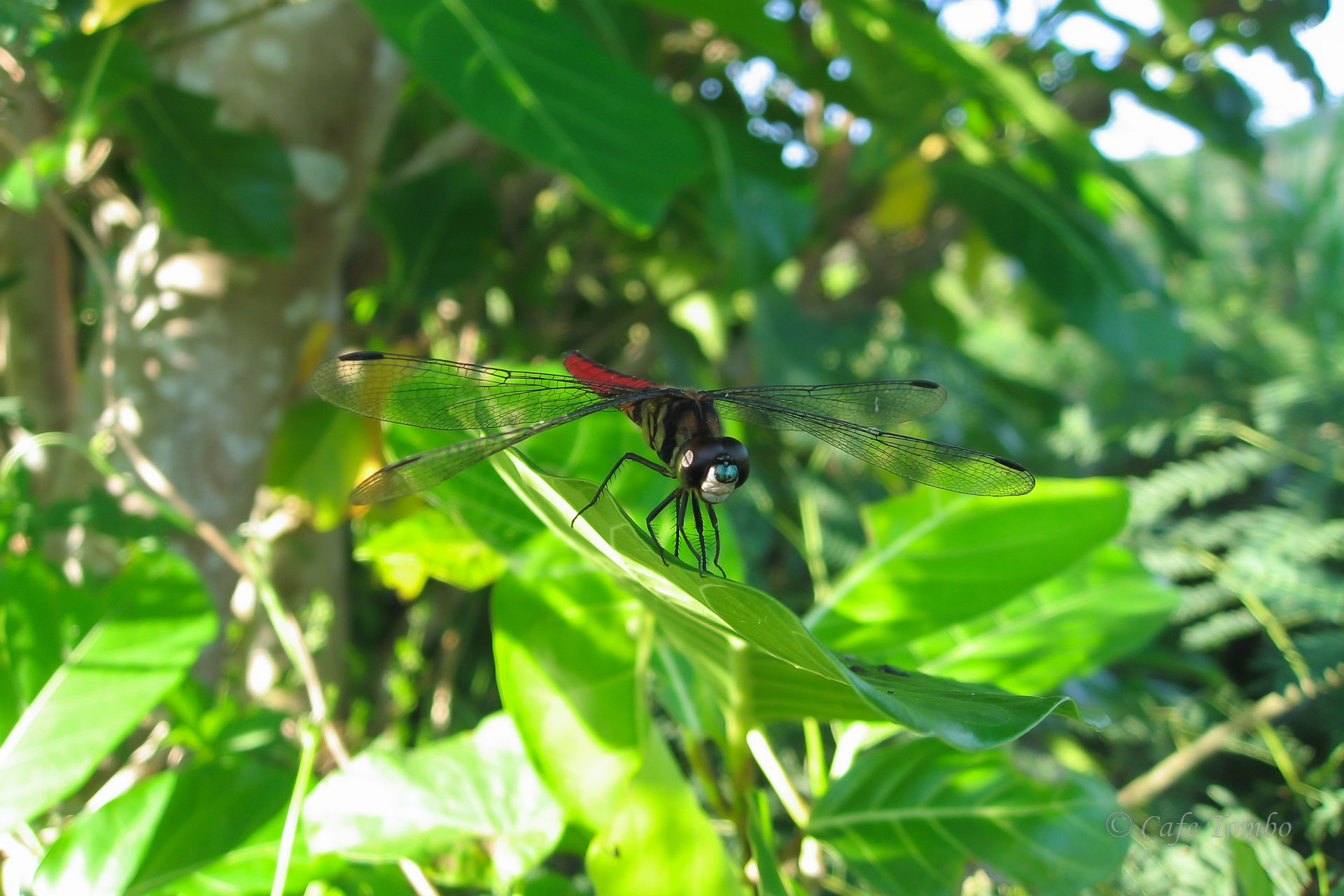 オオハラビロトンボ