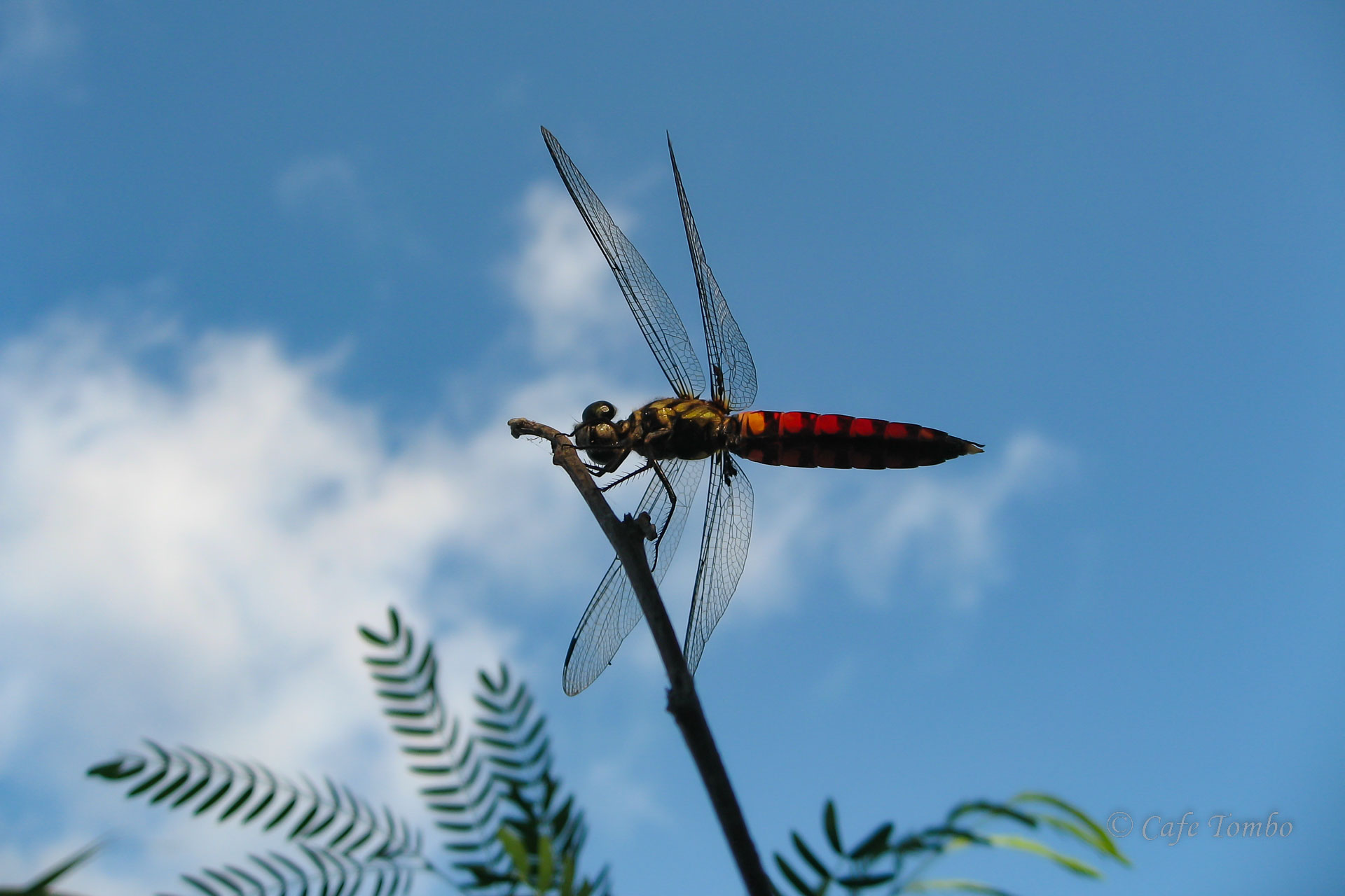 オオハラビロトンボ
