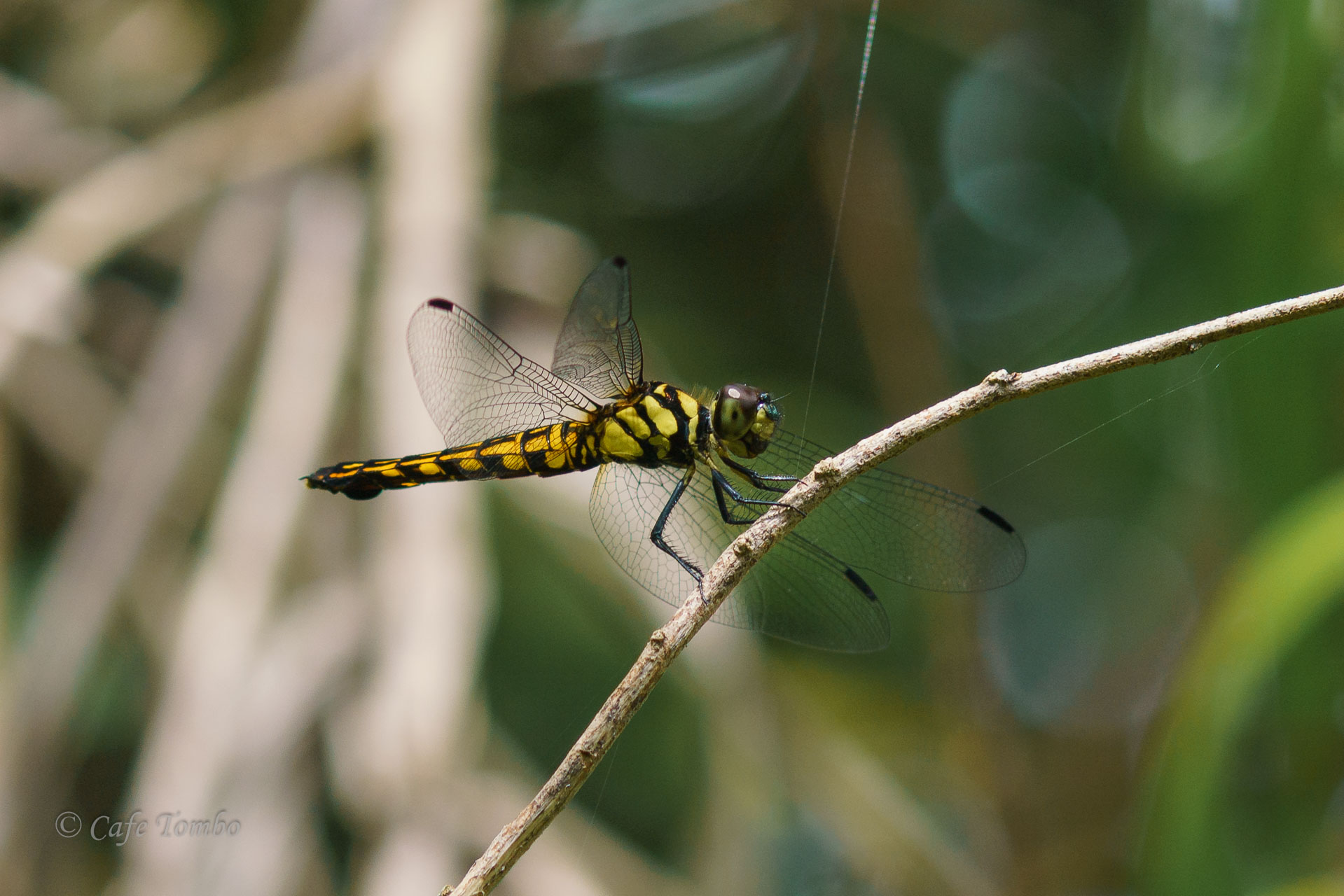 オオハラビロトンボ