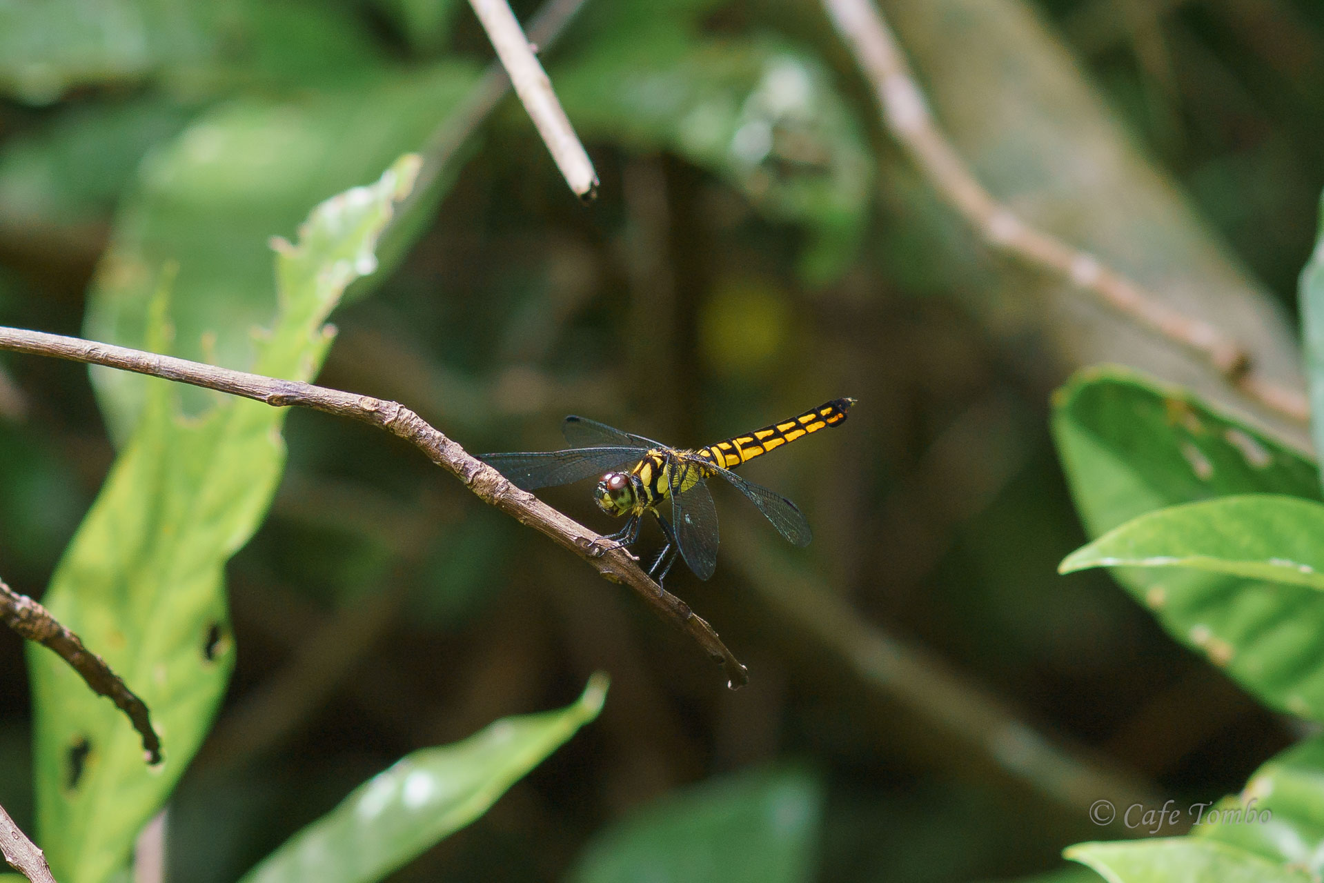 オオハラビロトンボ