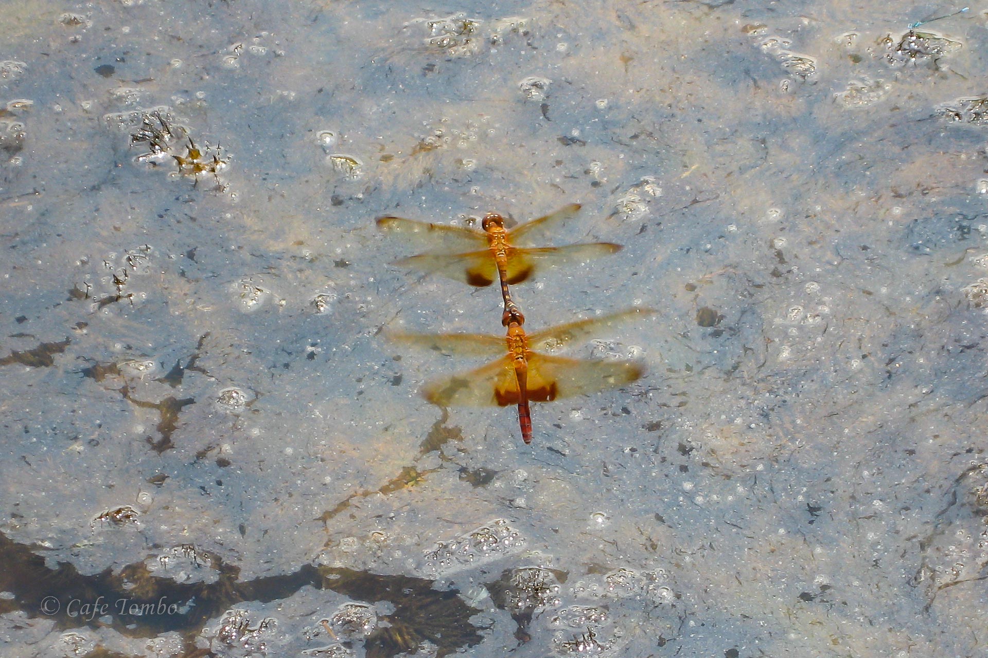 オオキイロトンボ