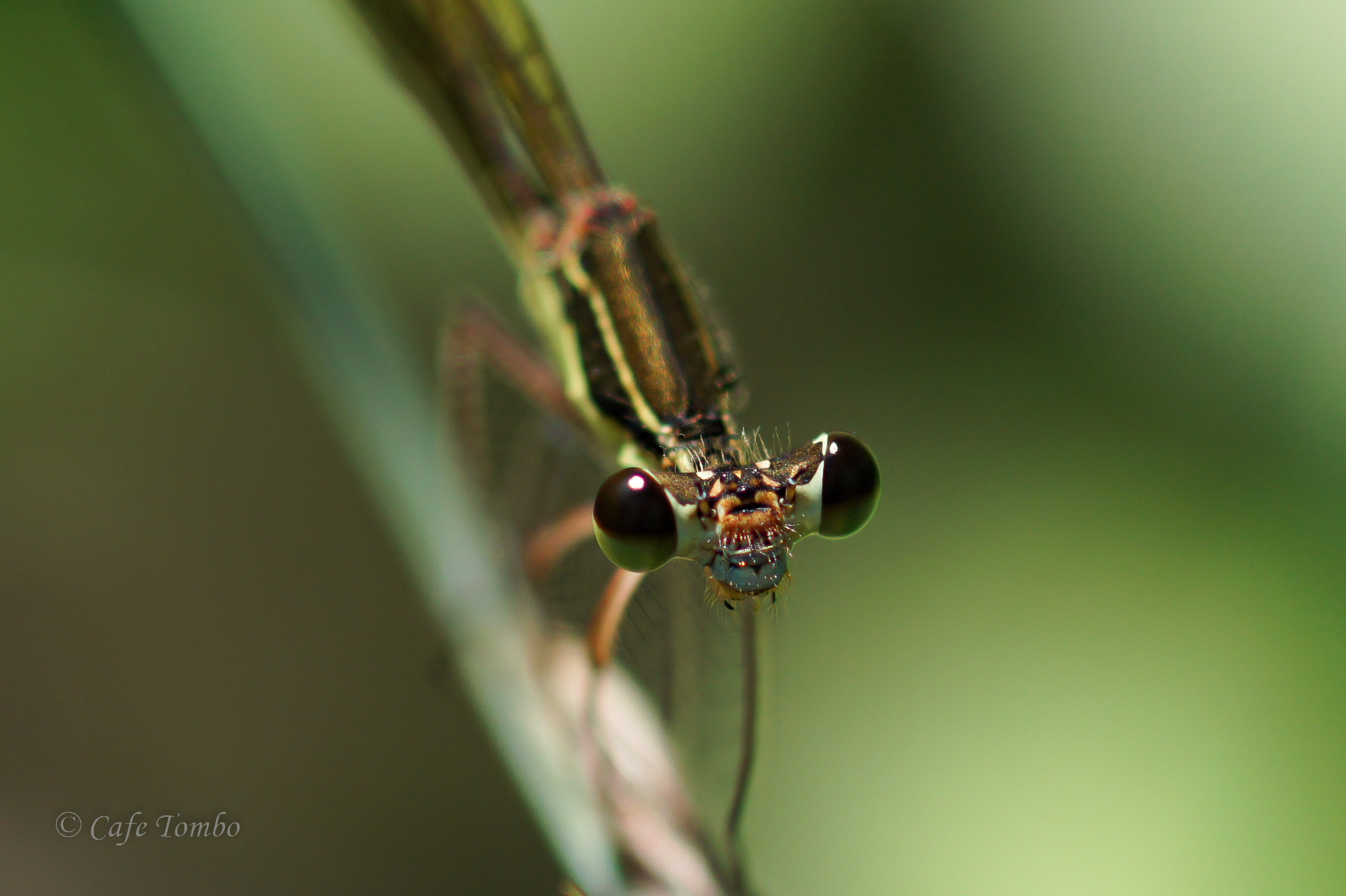 オオモノサシトンボ