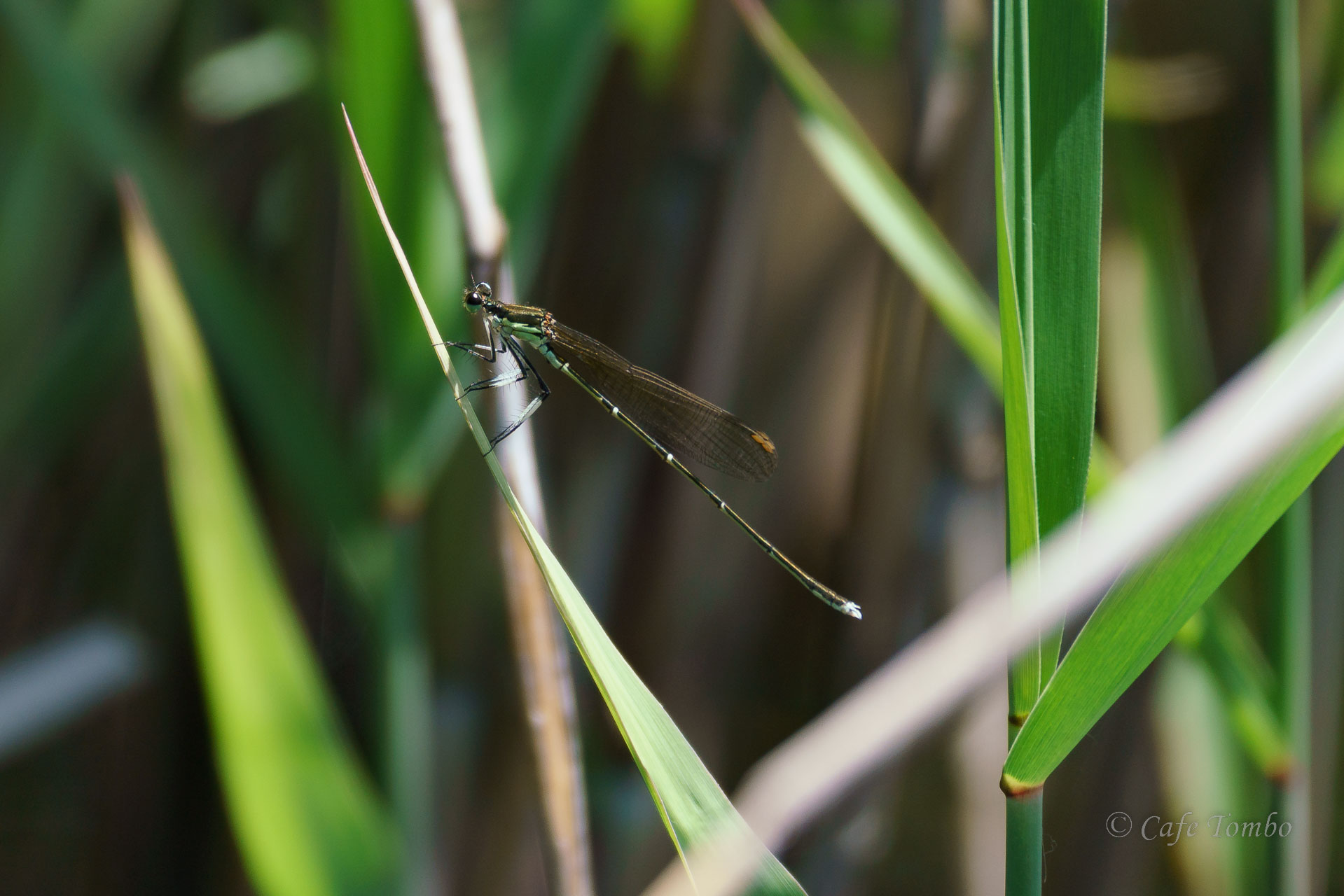オオモノサシトンボ