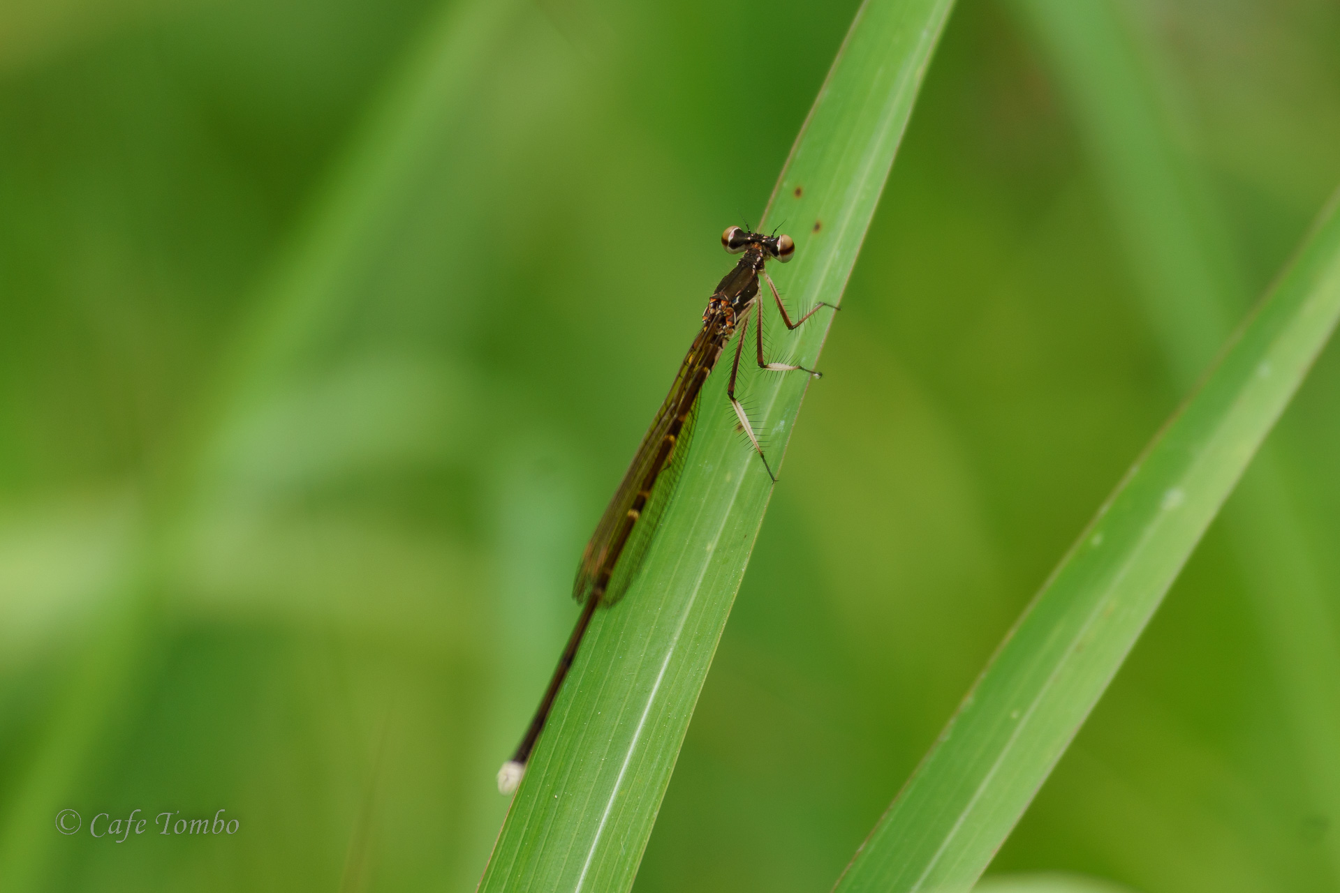 オオモノサシトンボ