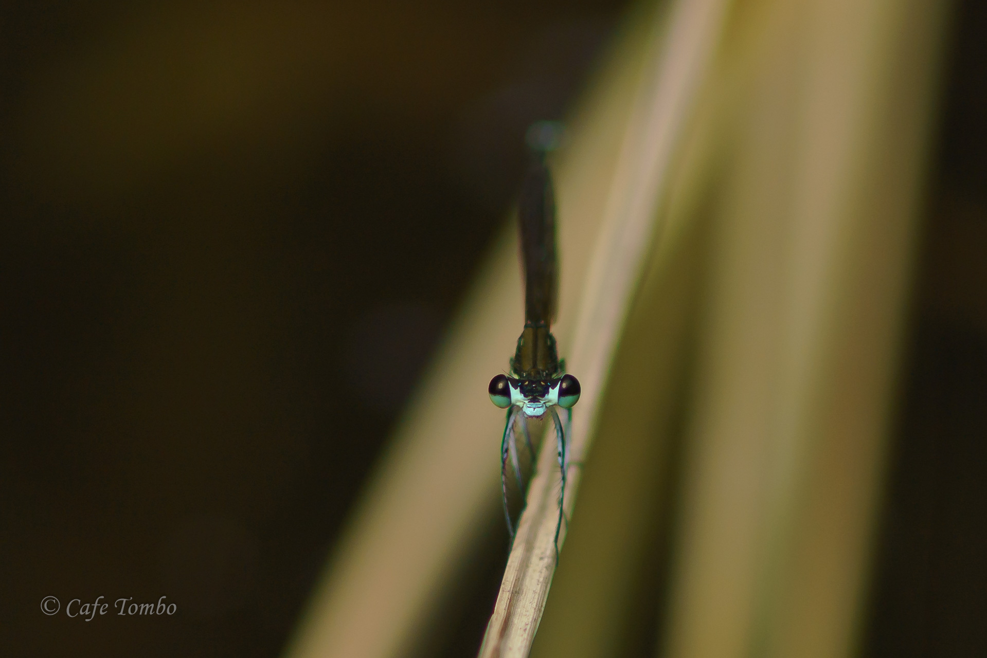 オオモノサシトンボ