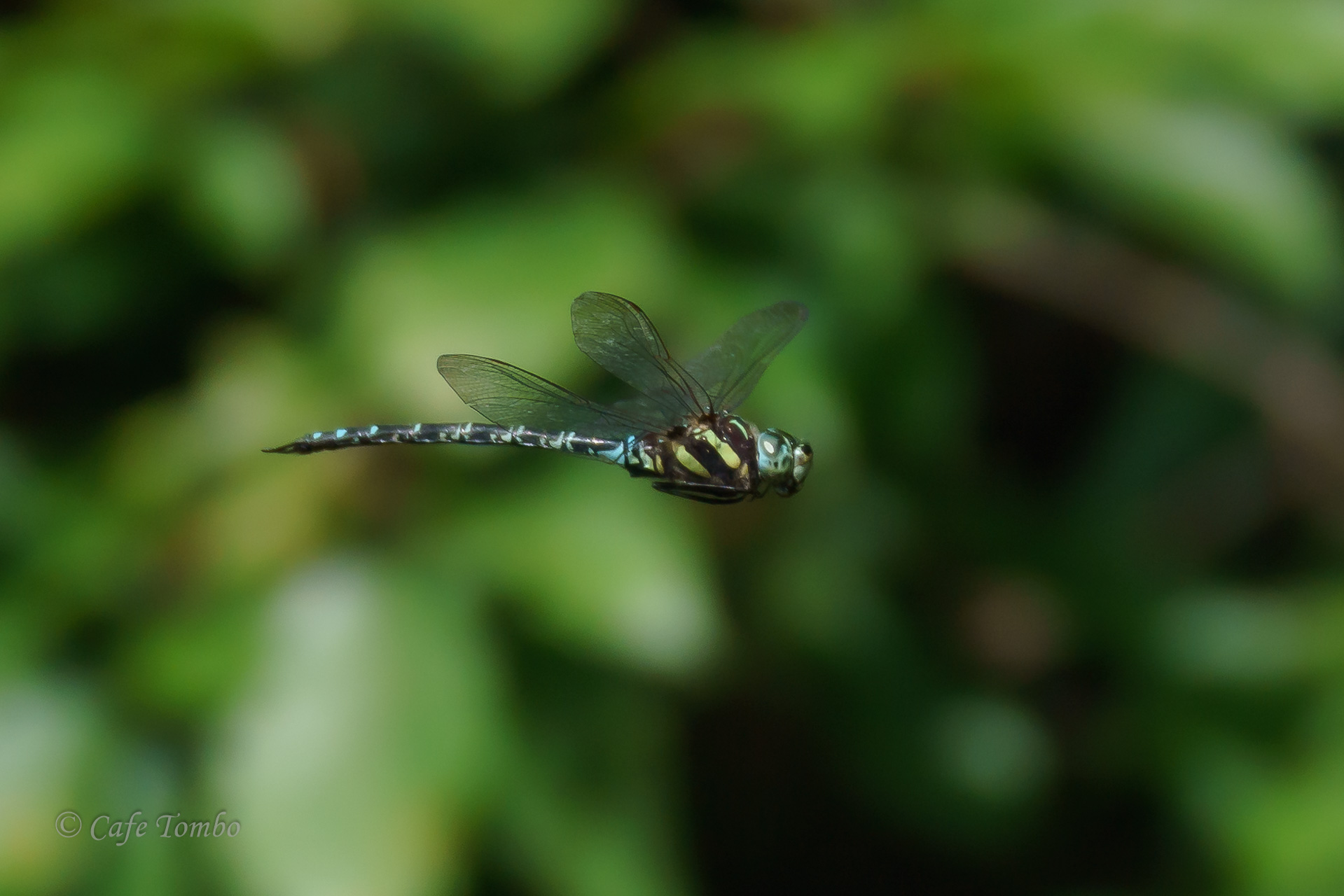 オオルリボシヤンマ