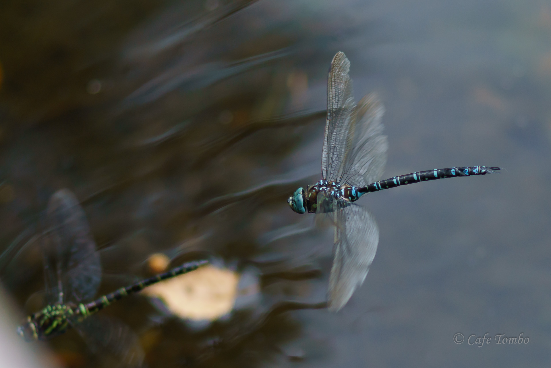 オオルリボシヤンマ