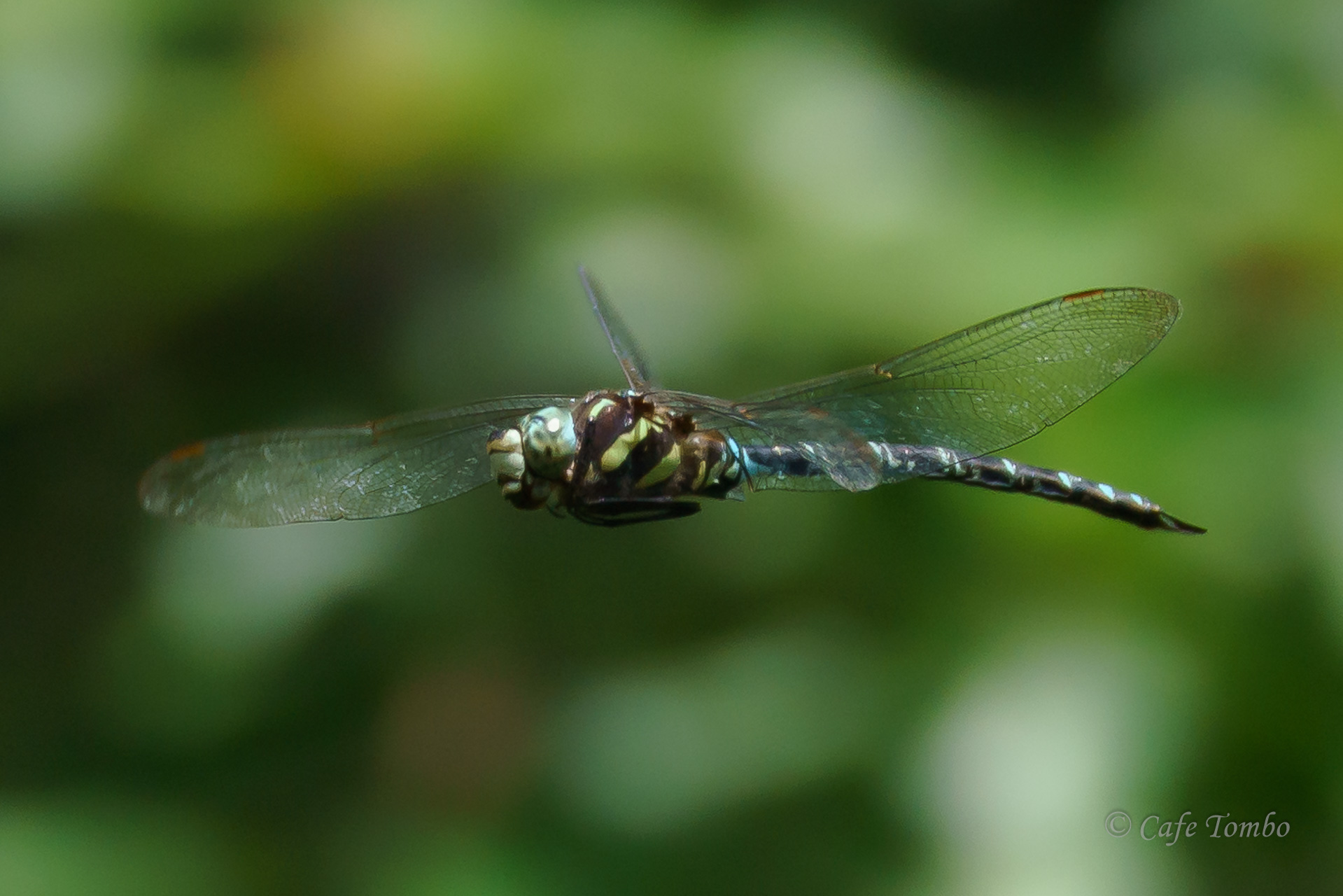 オオルリボシヤンマ