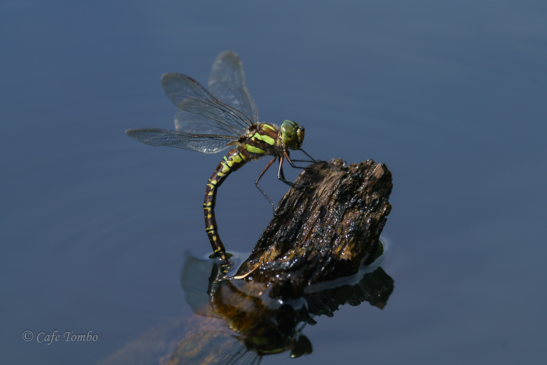 オオルリボシヤンマ