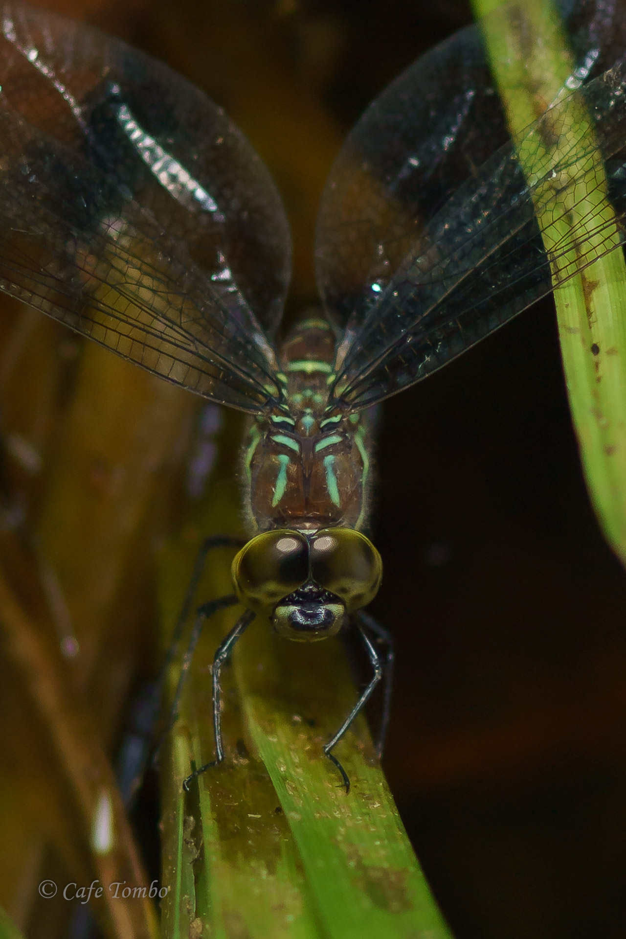 オオルリボシヤンマ