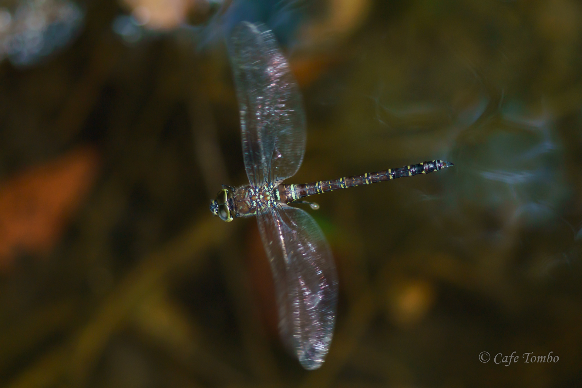 オオルリボシヤンマ