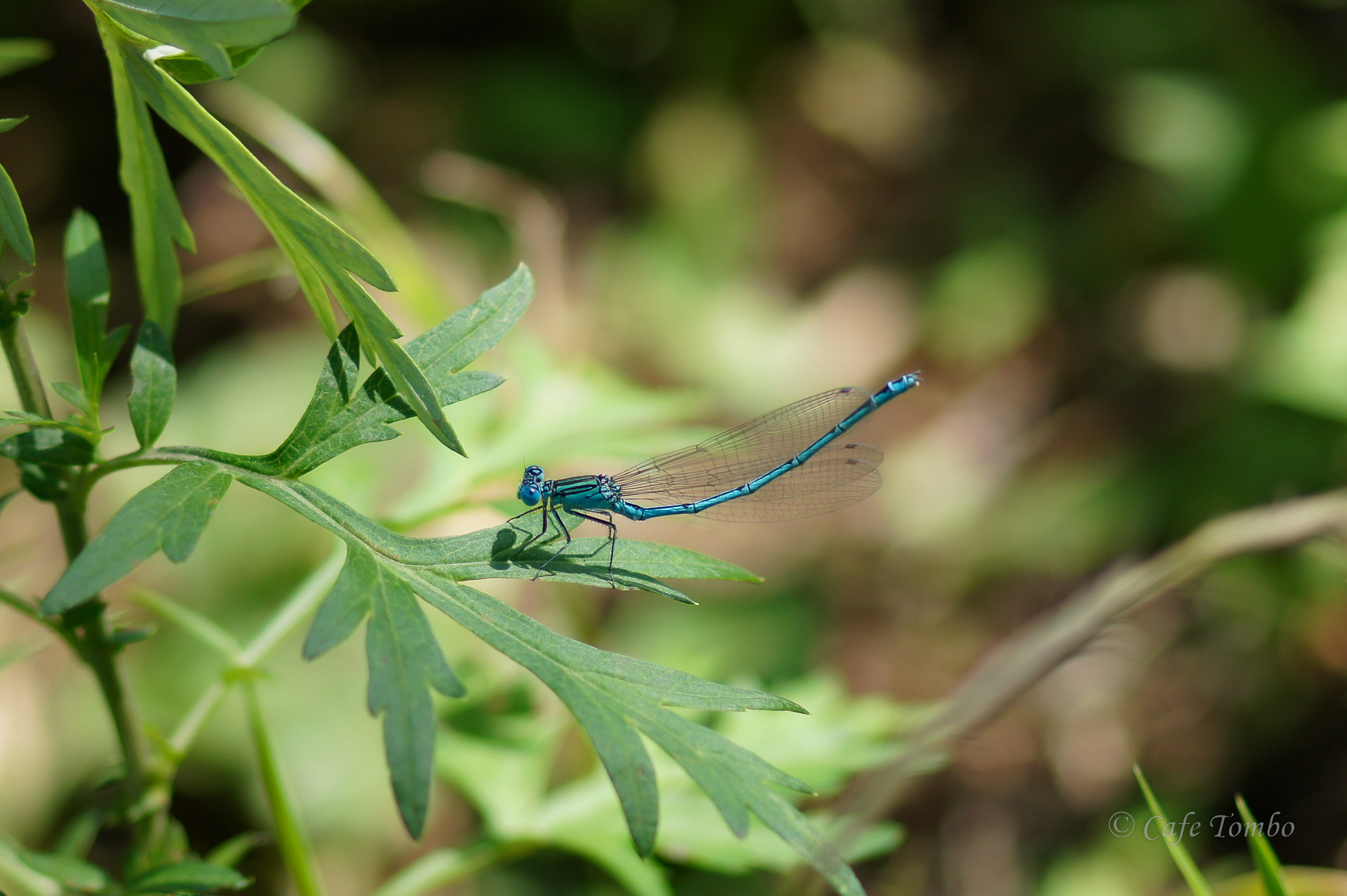 オオセスジイトトンボ