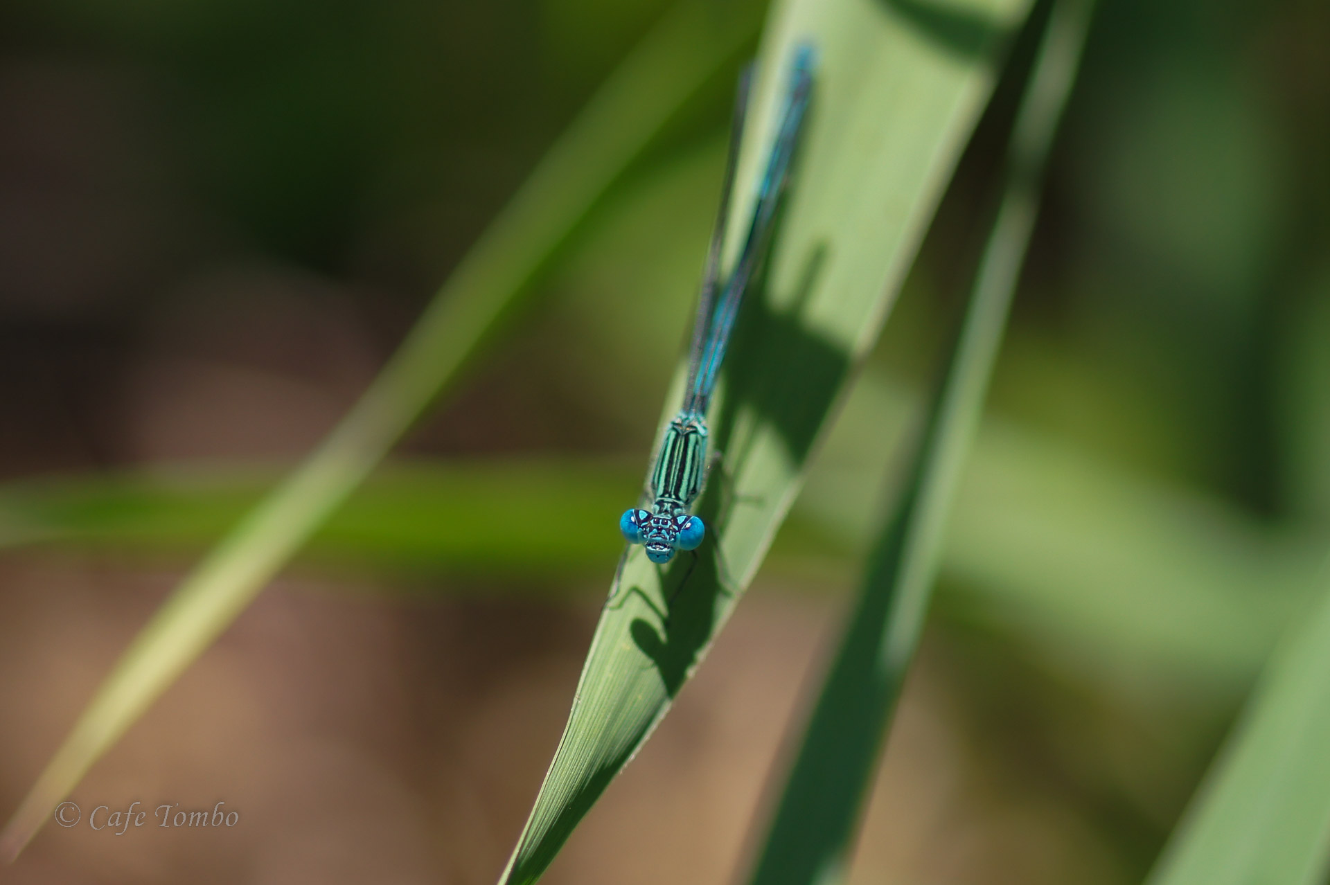 オオセスジイトトンボ