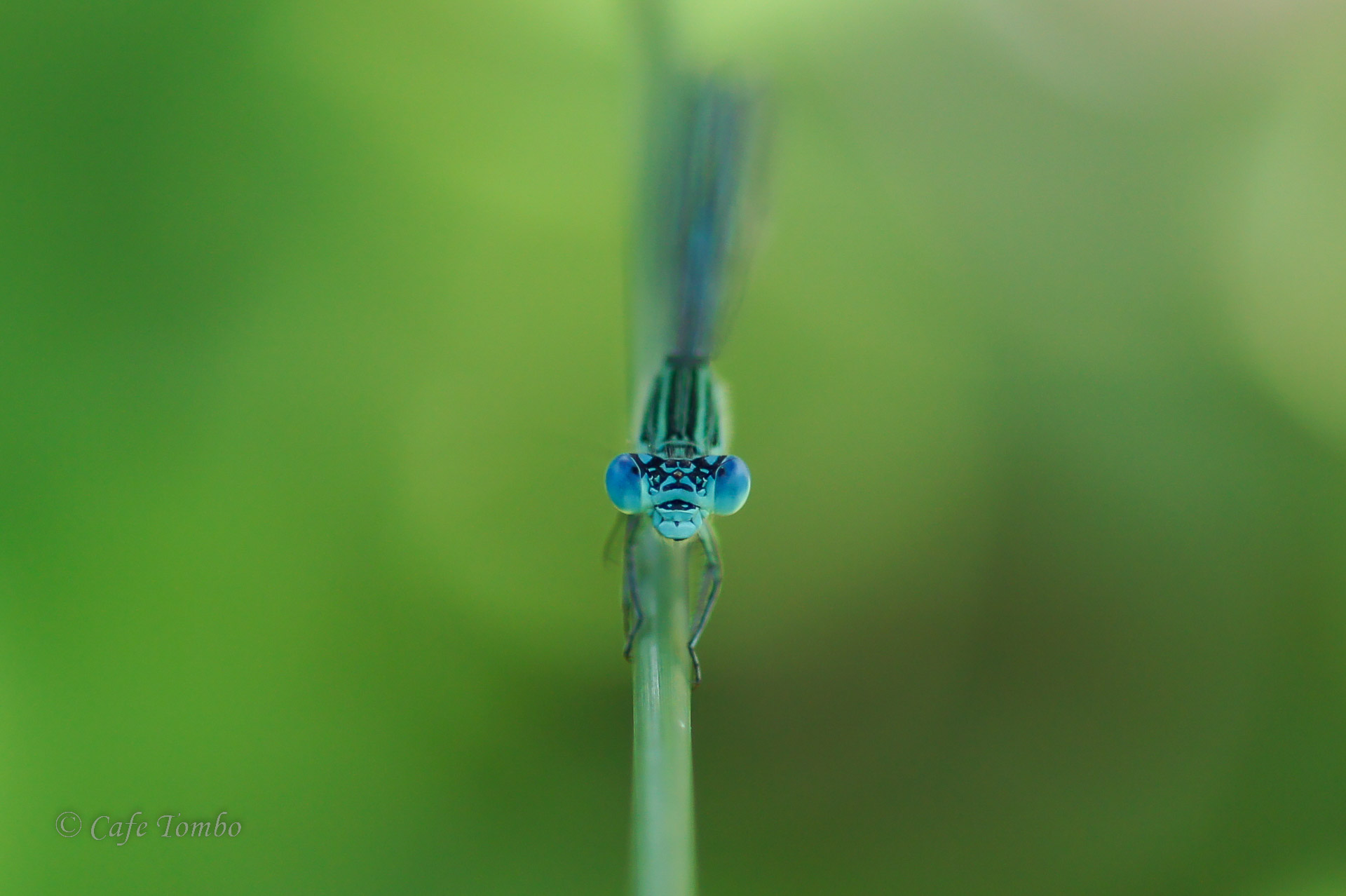 オオセスジイトトンボ
