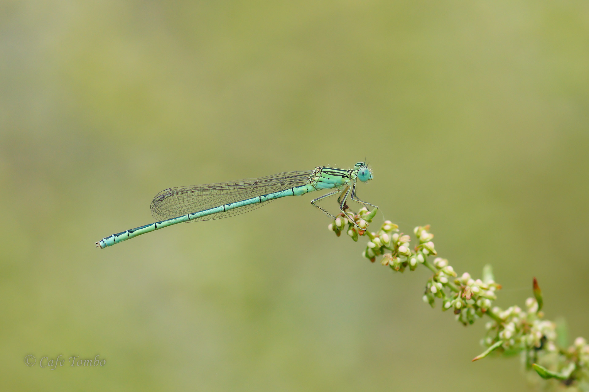 オオセスジイトトンボ