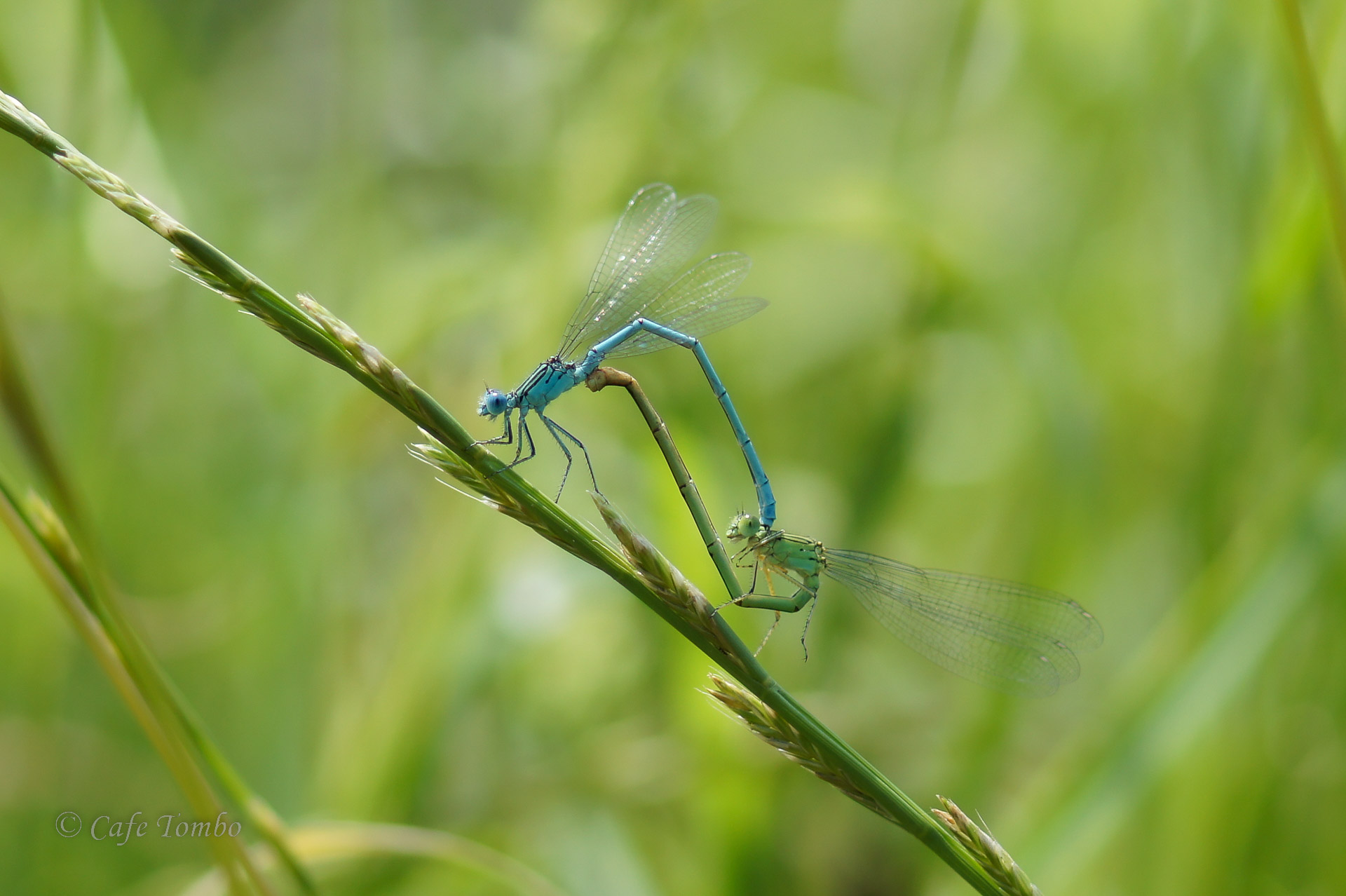 オオセスジイトトンボ