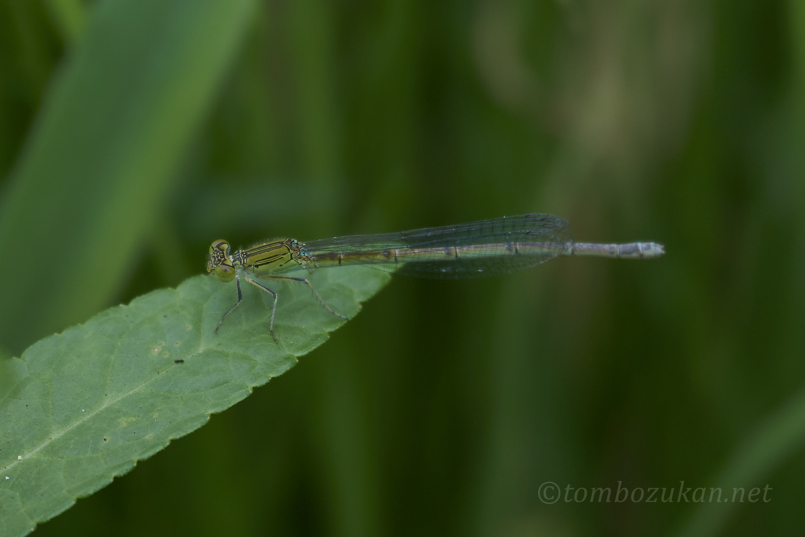 オオセスジイトトンボ