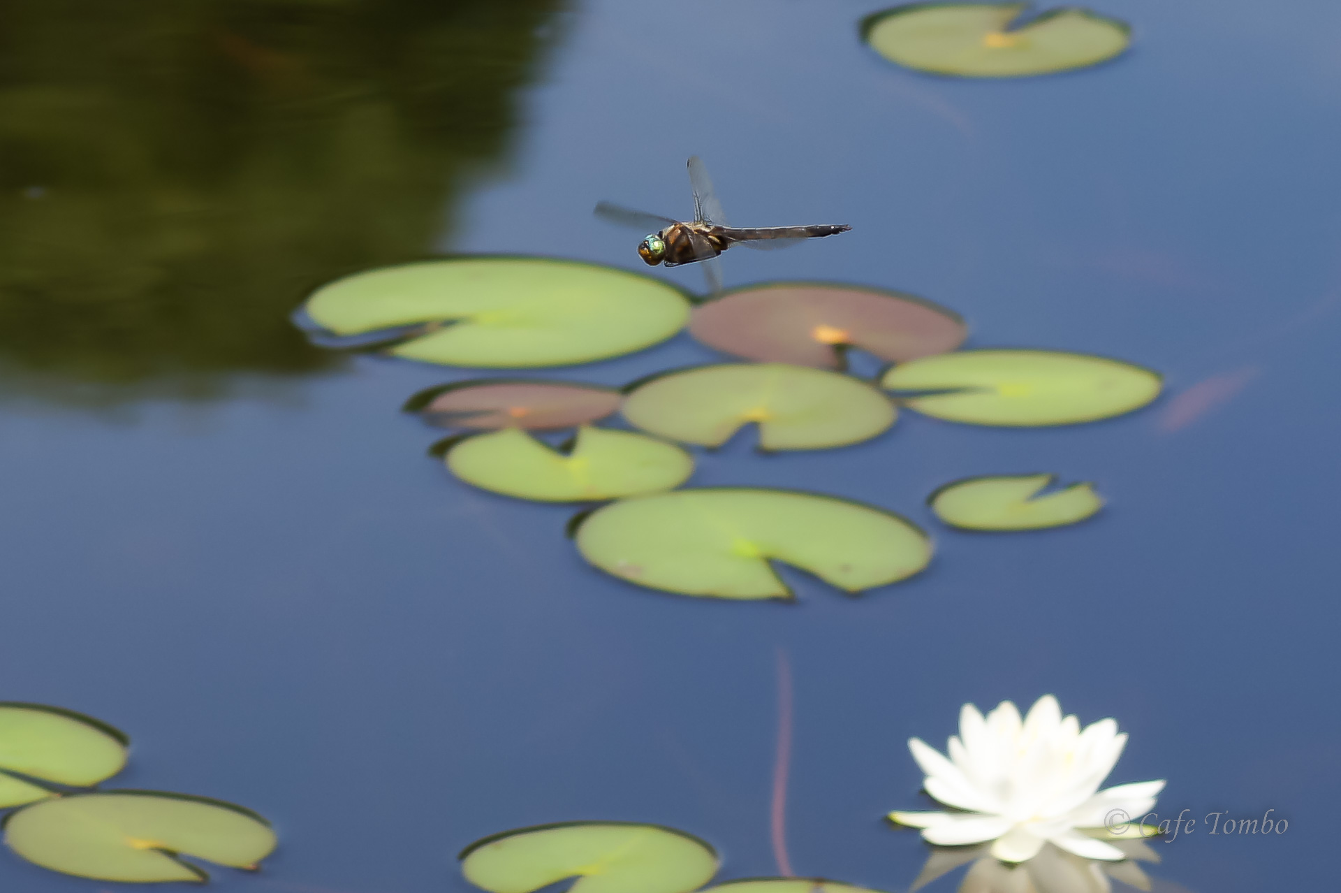 オオトラフトンボ