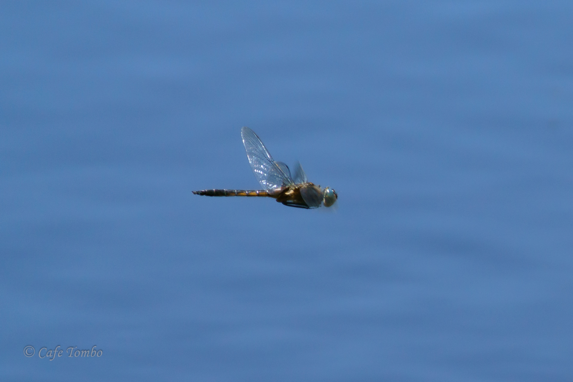 オオトラフトンボ