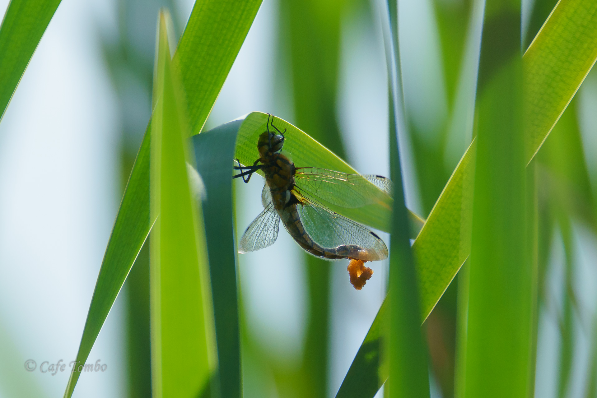 オオトラフトンボ