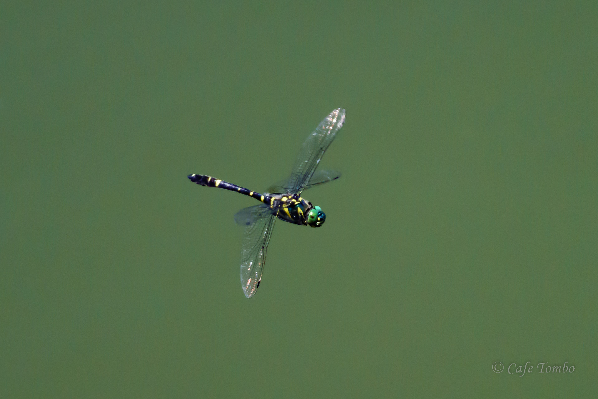 オオヤマトンボ