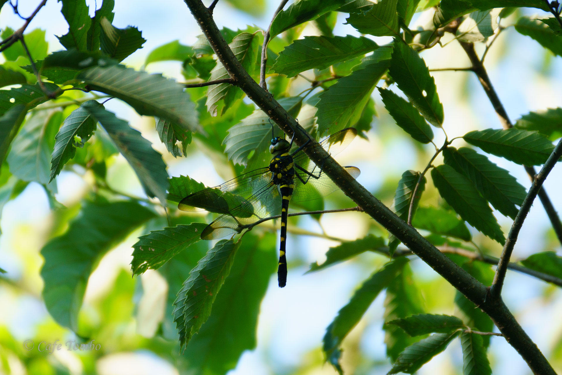 オオヤマトンボ