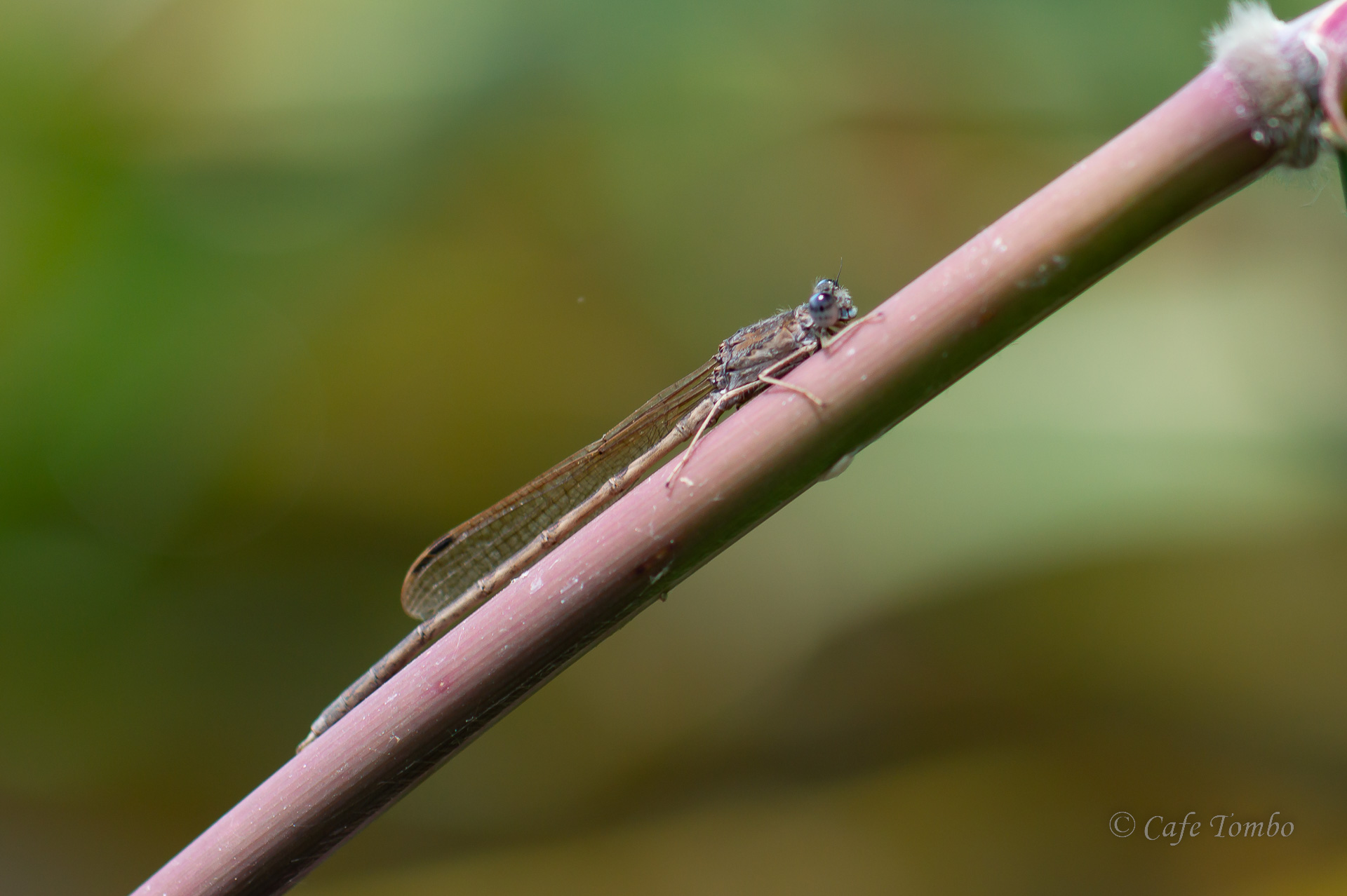 オツネントンボ