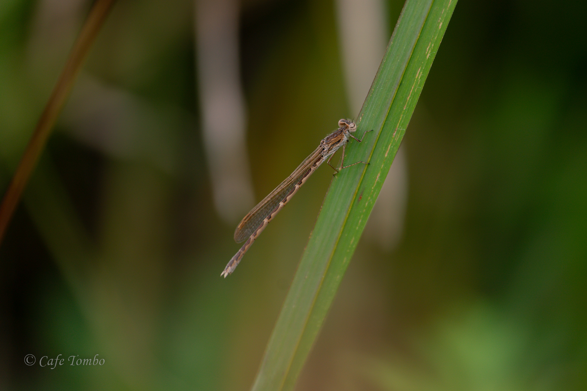 オツネントンボ