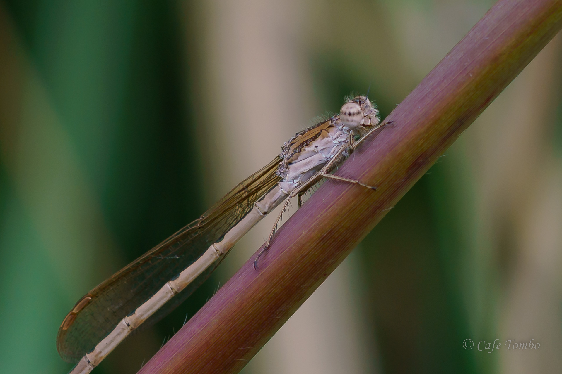 オツネントンボ