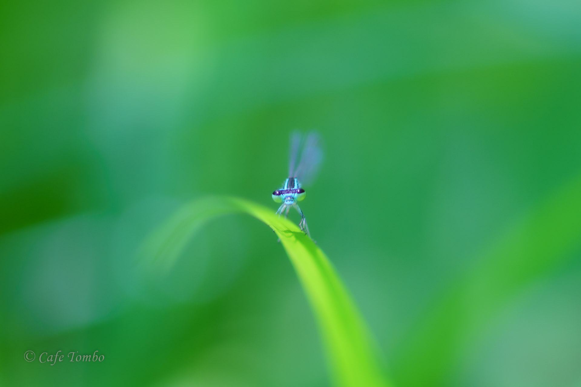 オゼイトトンボ