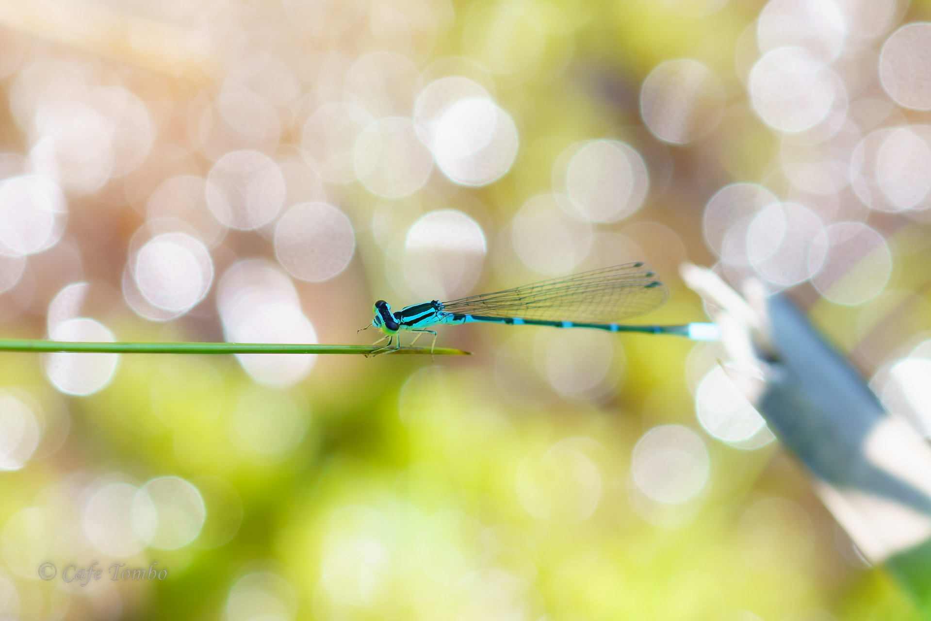 オゼイトトンボ