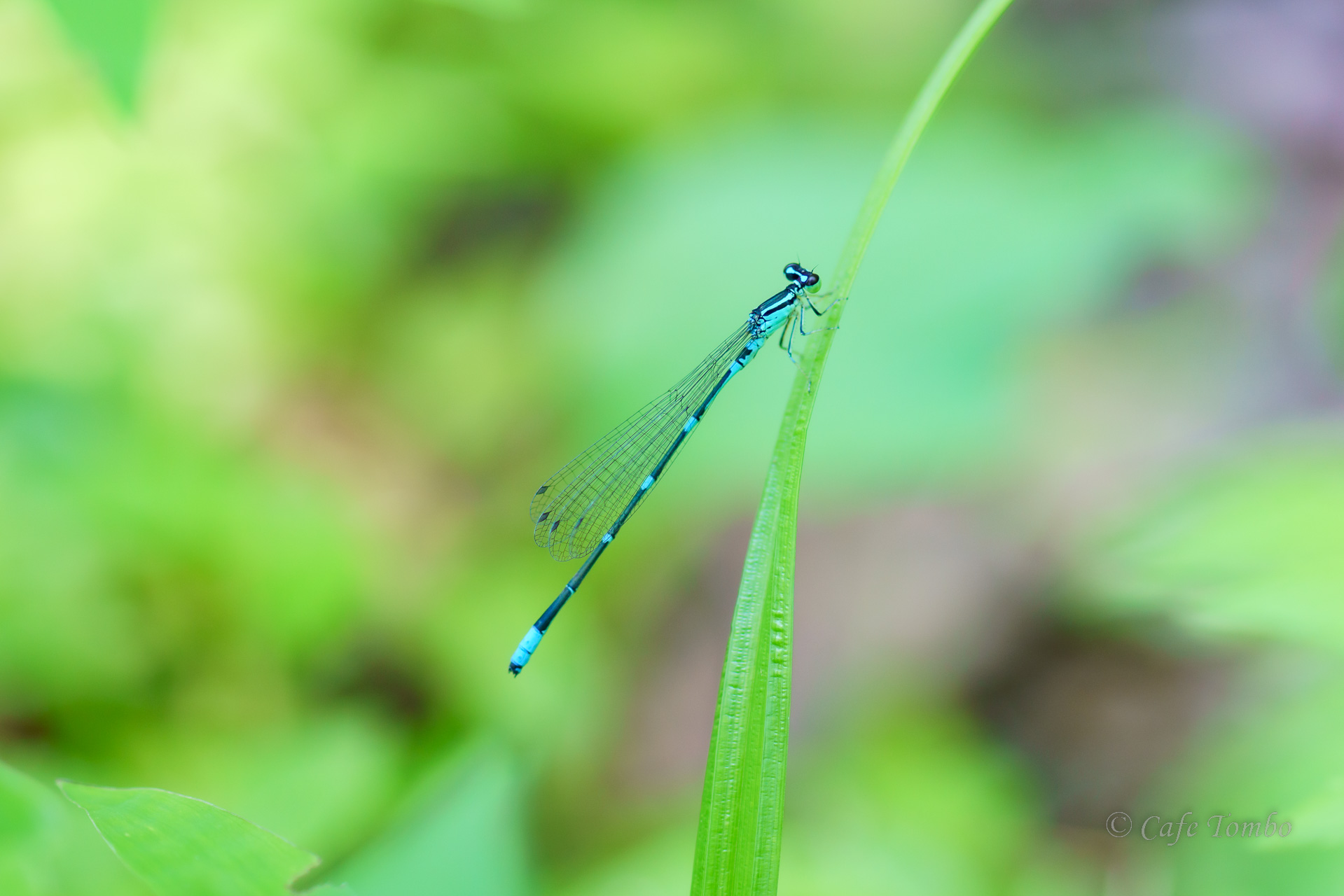 オゼイトトンボ