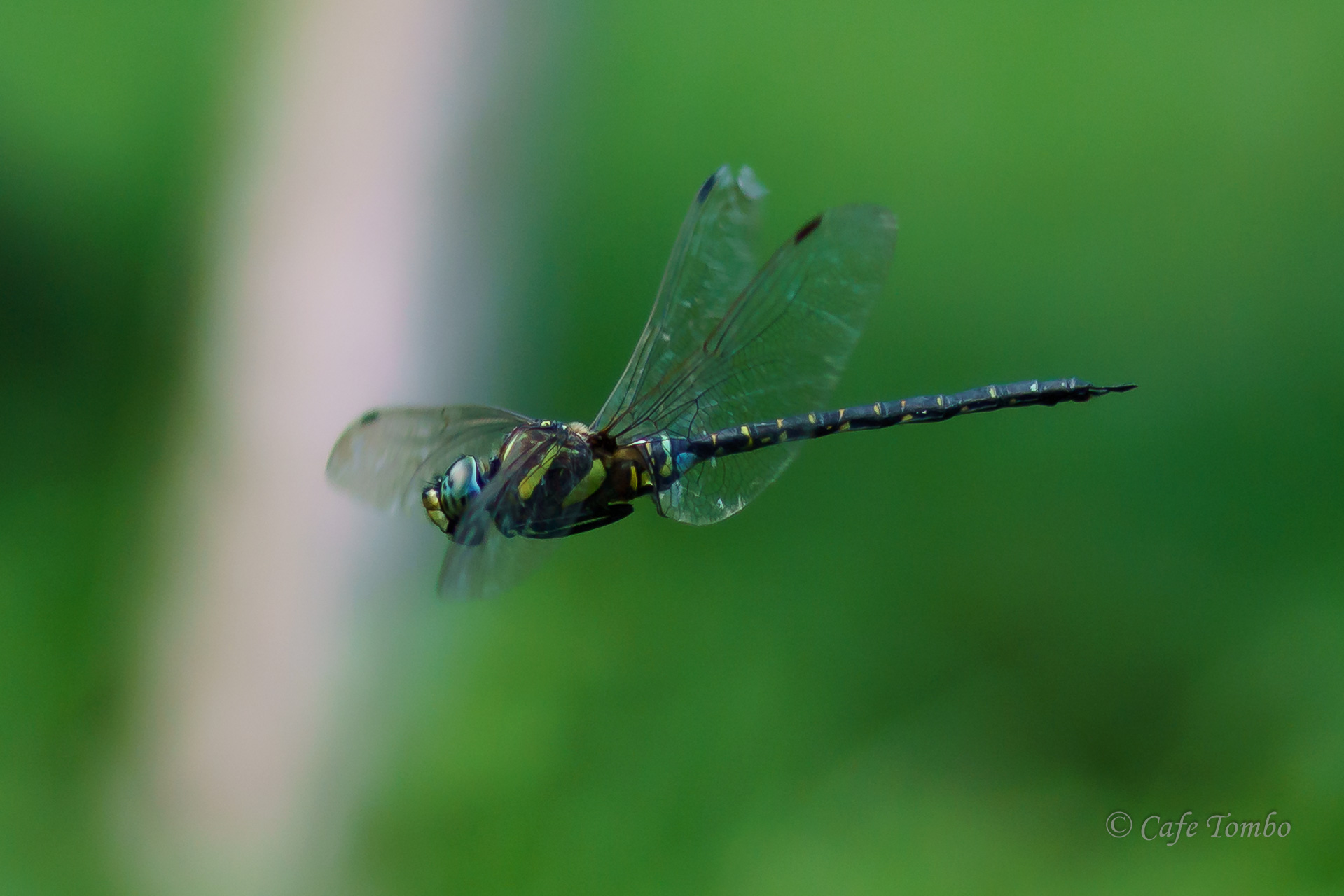 ルリボシヤンマ