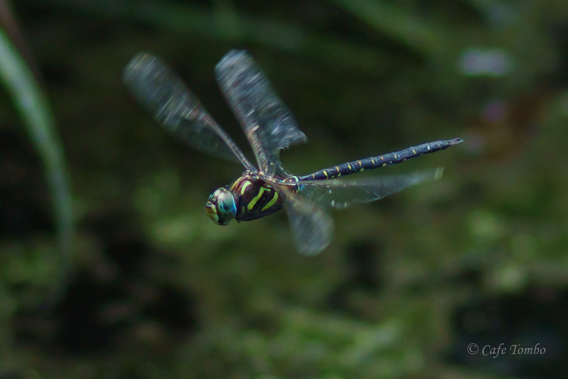 ルリボシヤンマ