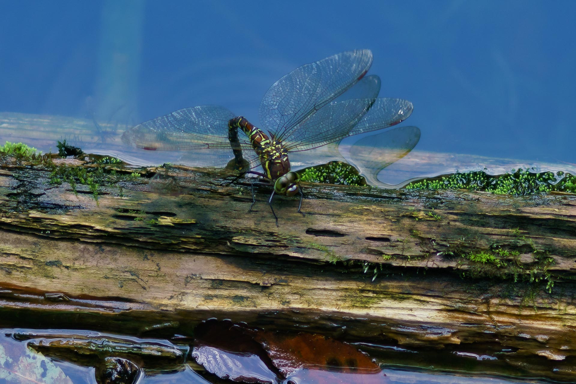 ルリボシヤンマ