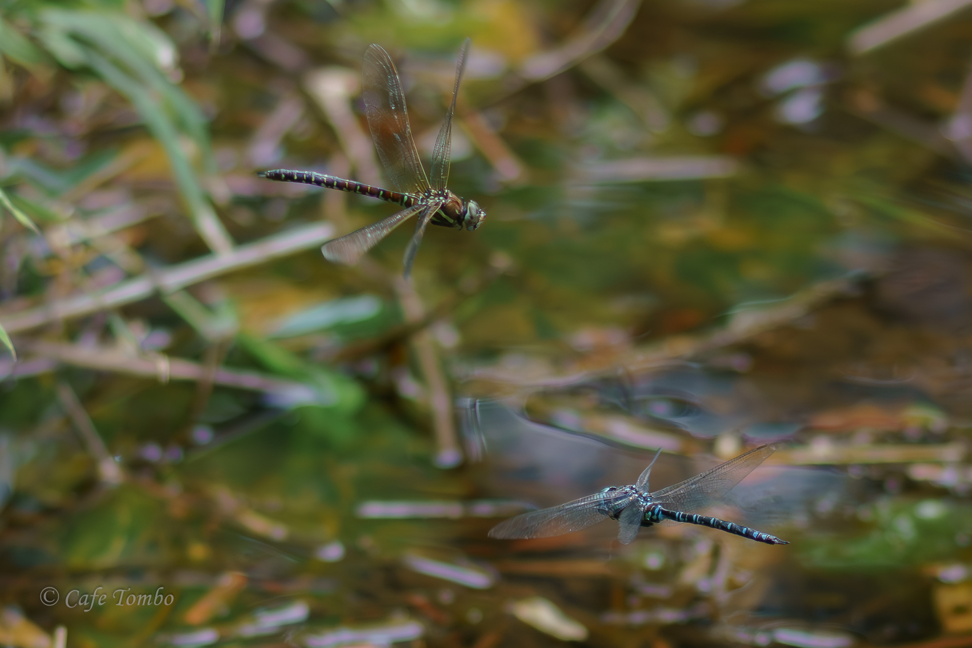 ルリボシヤンマ