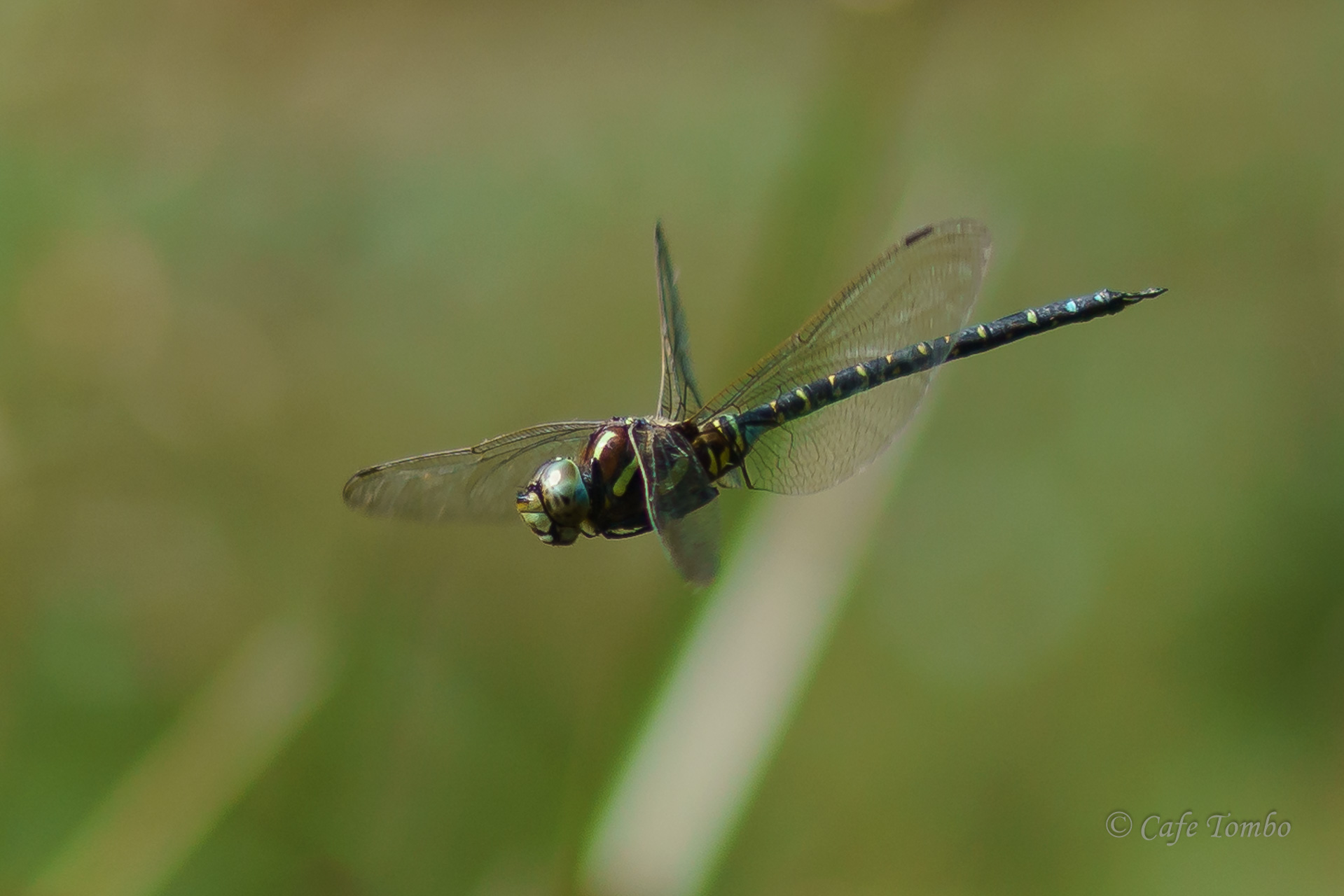 ルリボシヤンマ
