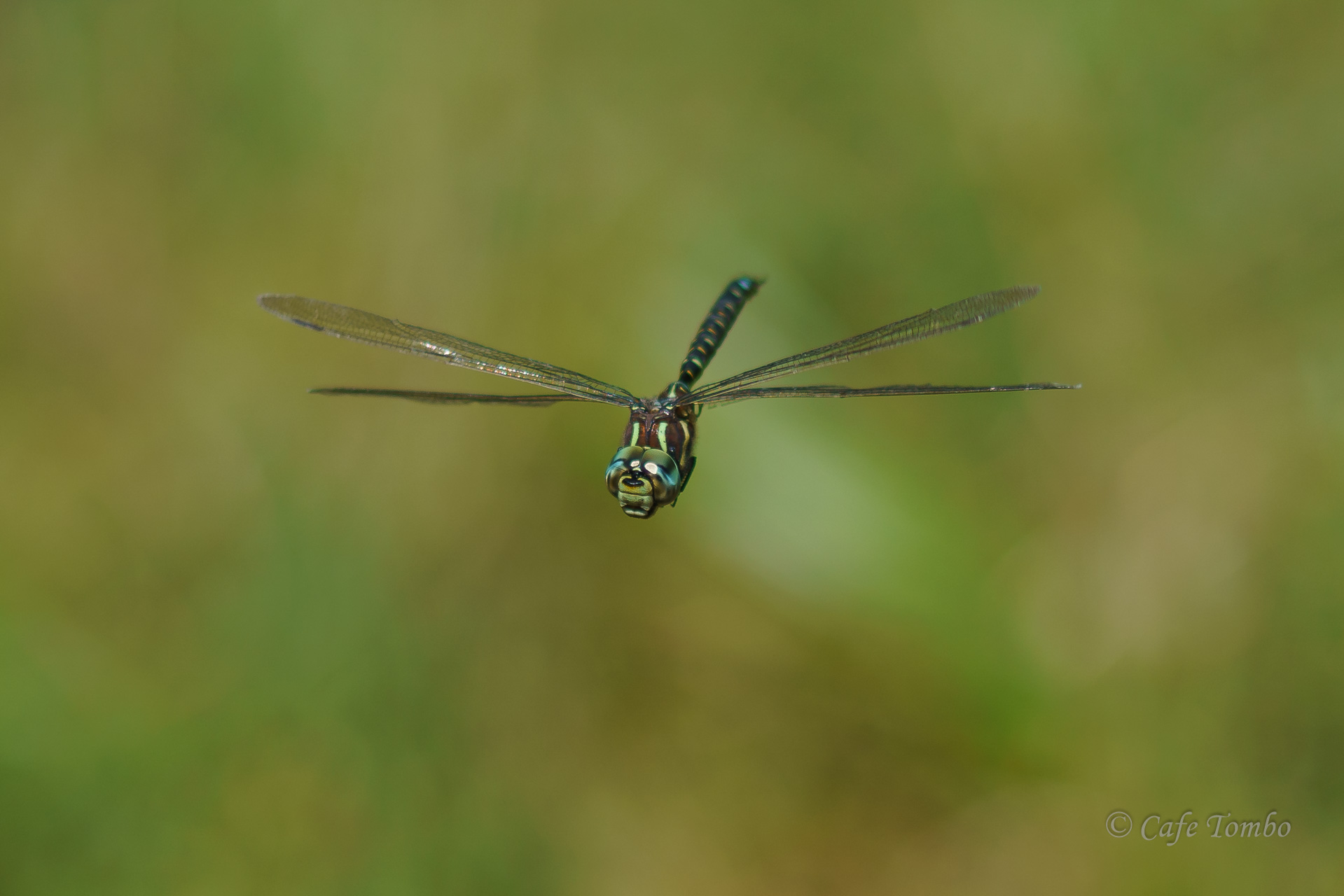 ルリボシヤンマ