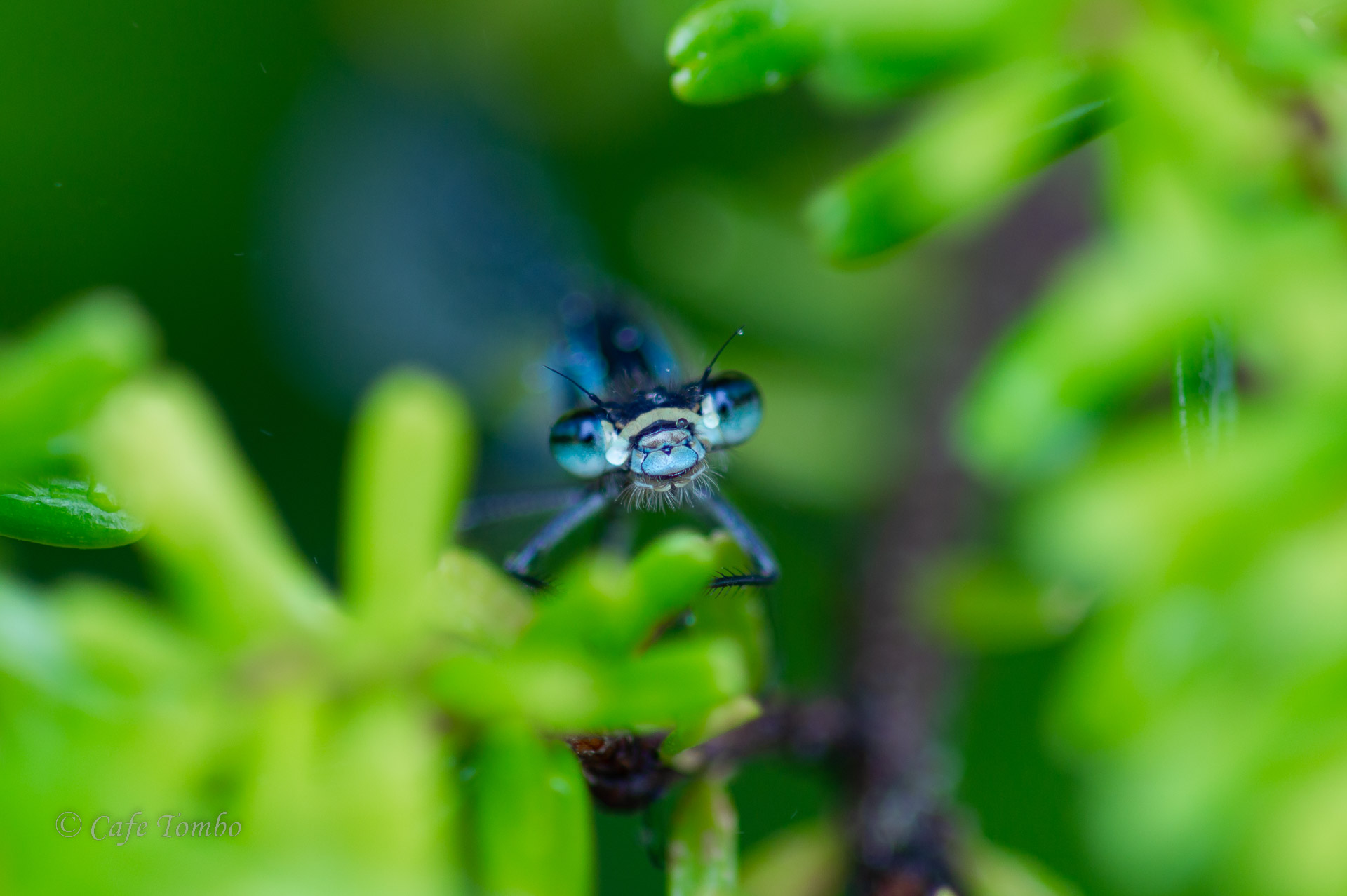 ルリイトトンボ