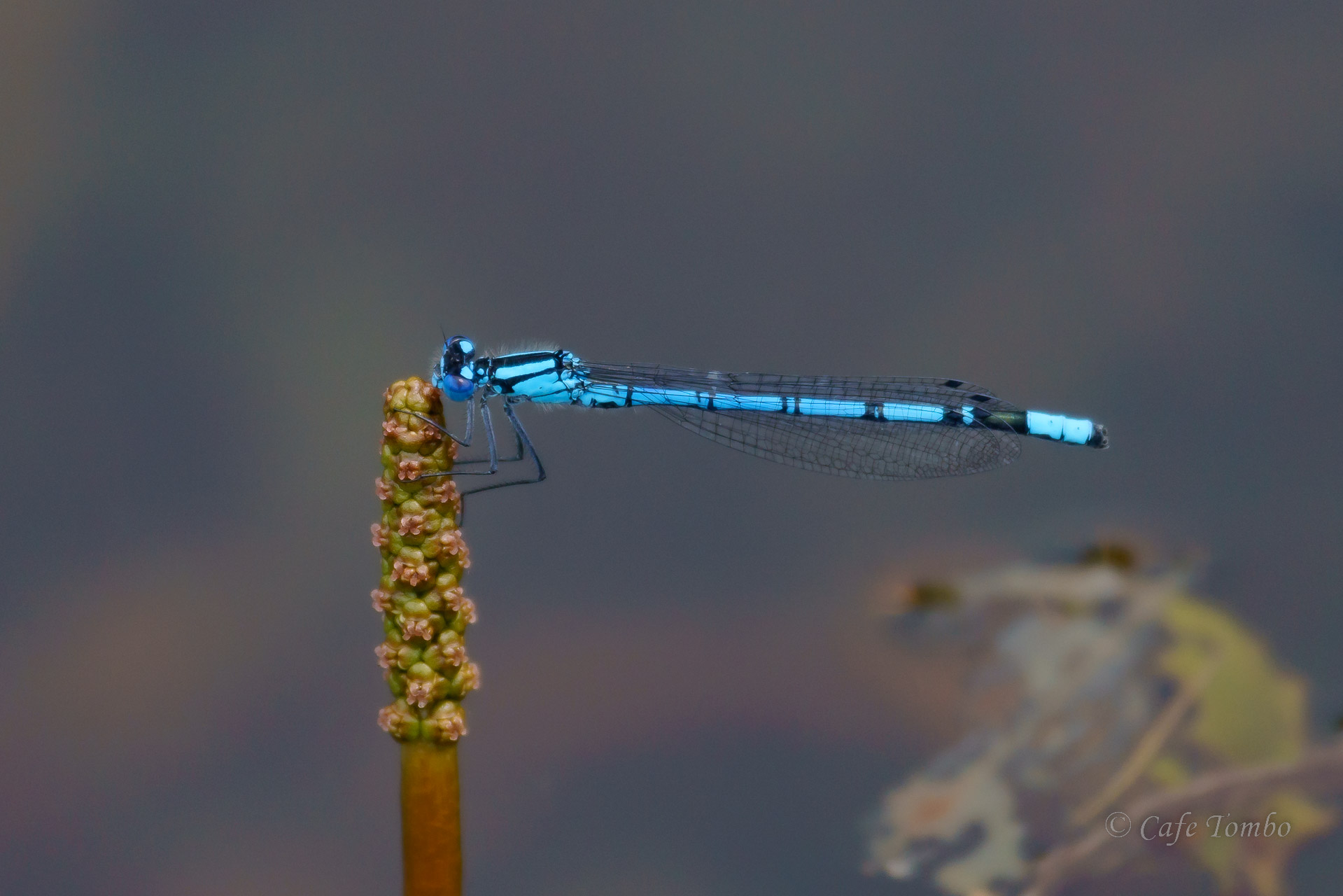 ルリイトトンボ