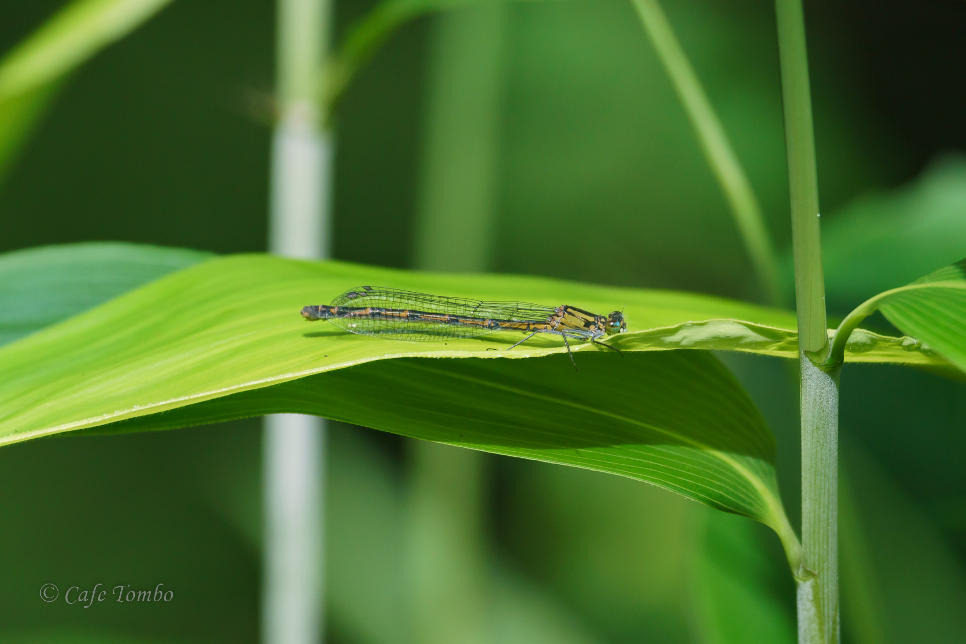 ルリイトトンボ