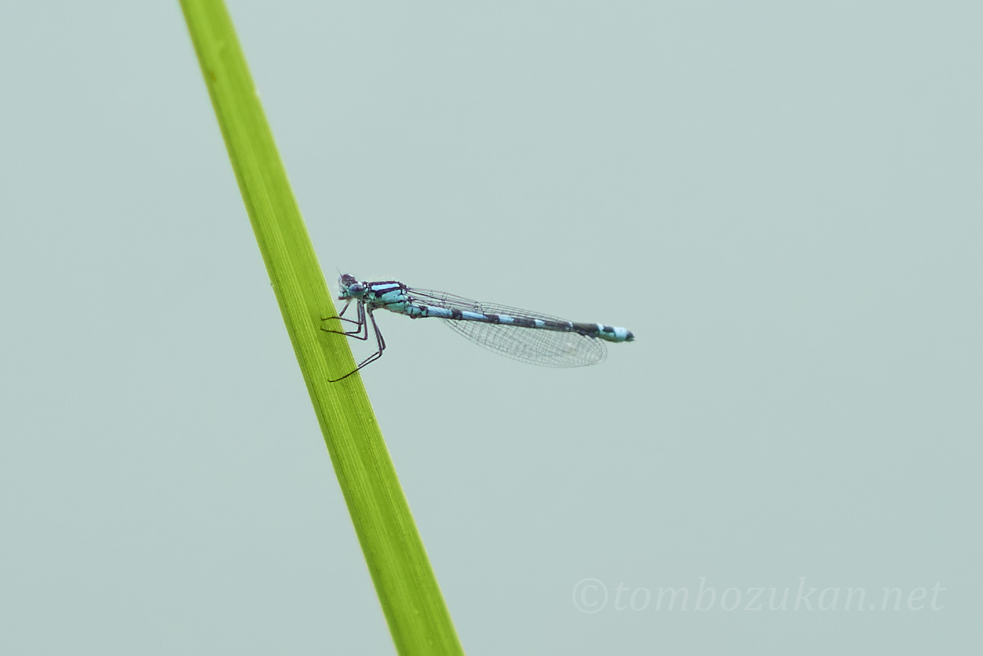 ルリイトトンボ