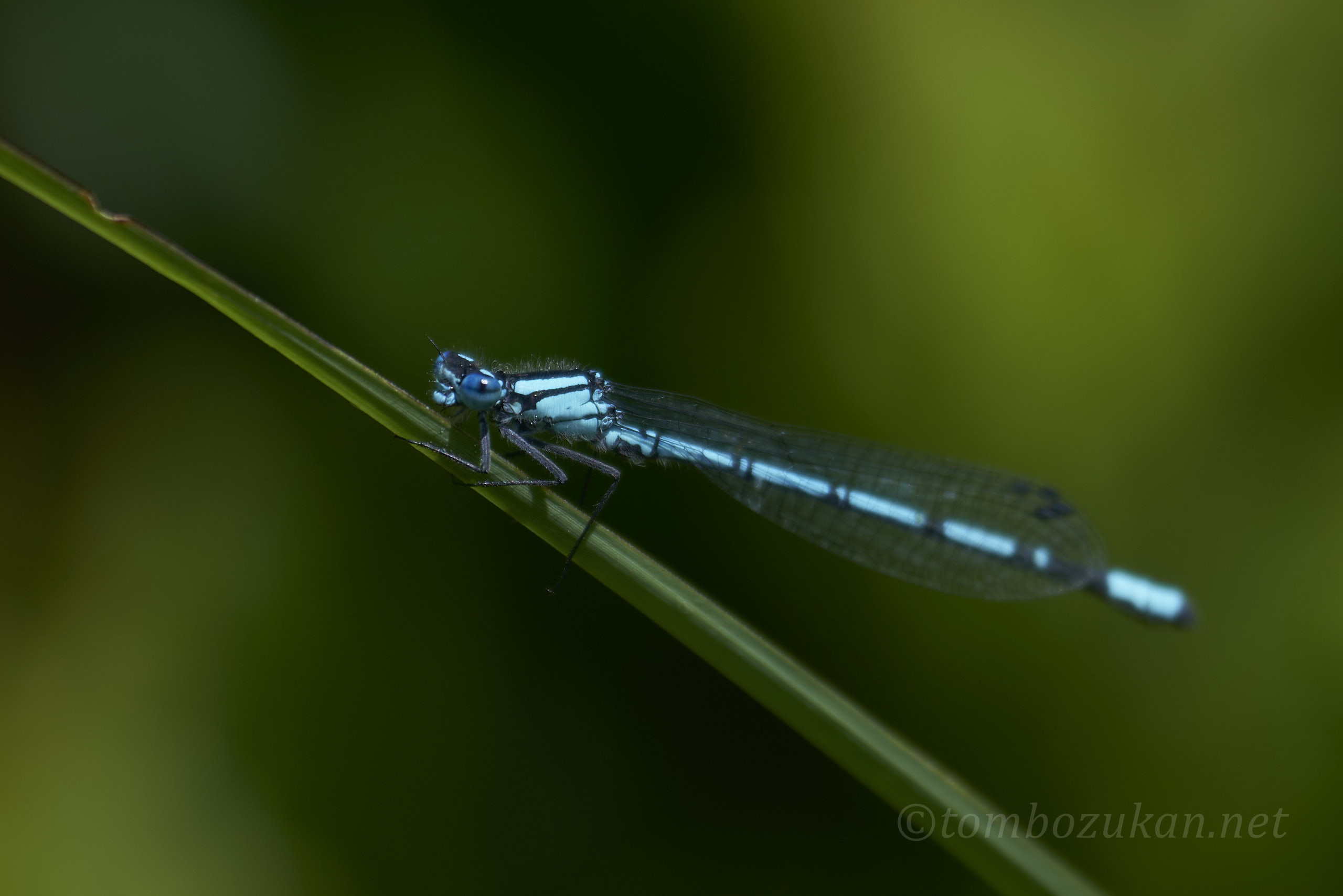 ルリイトトンボ