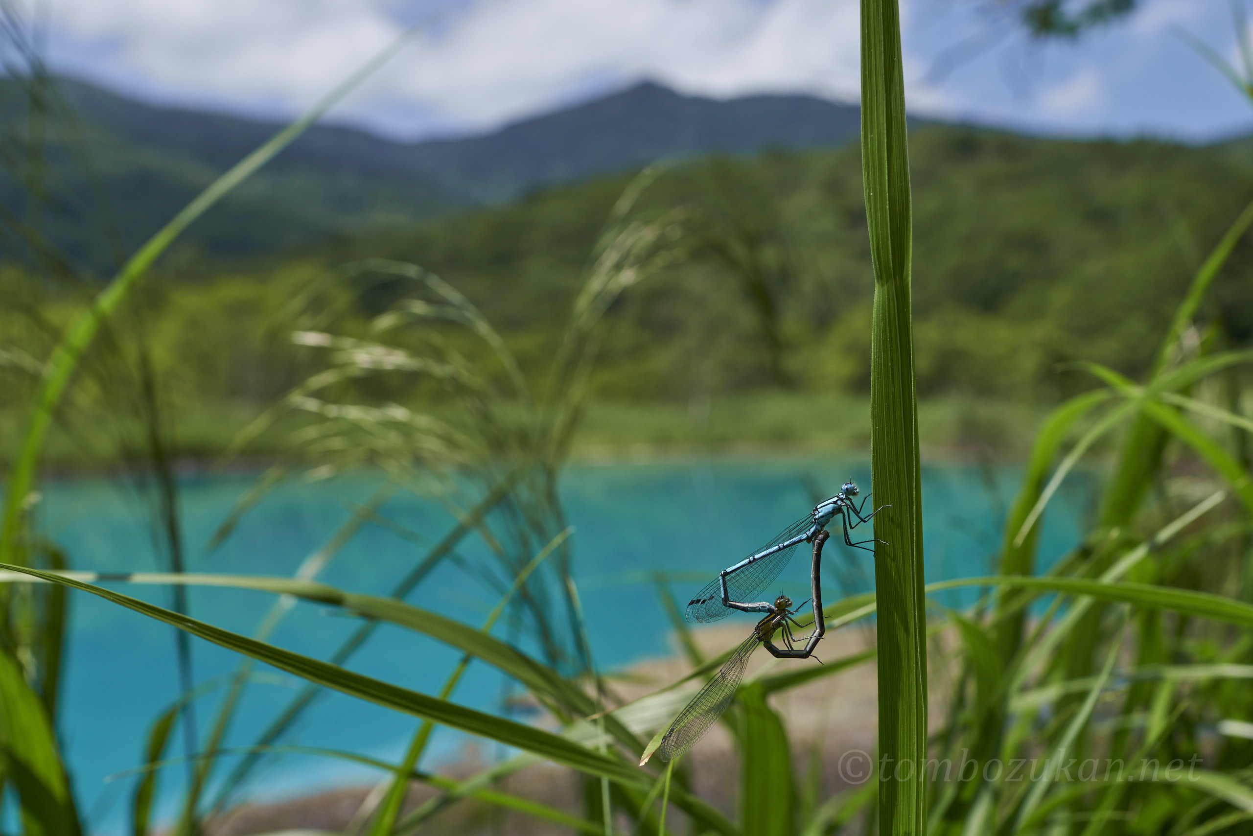 ルリイトトンボ