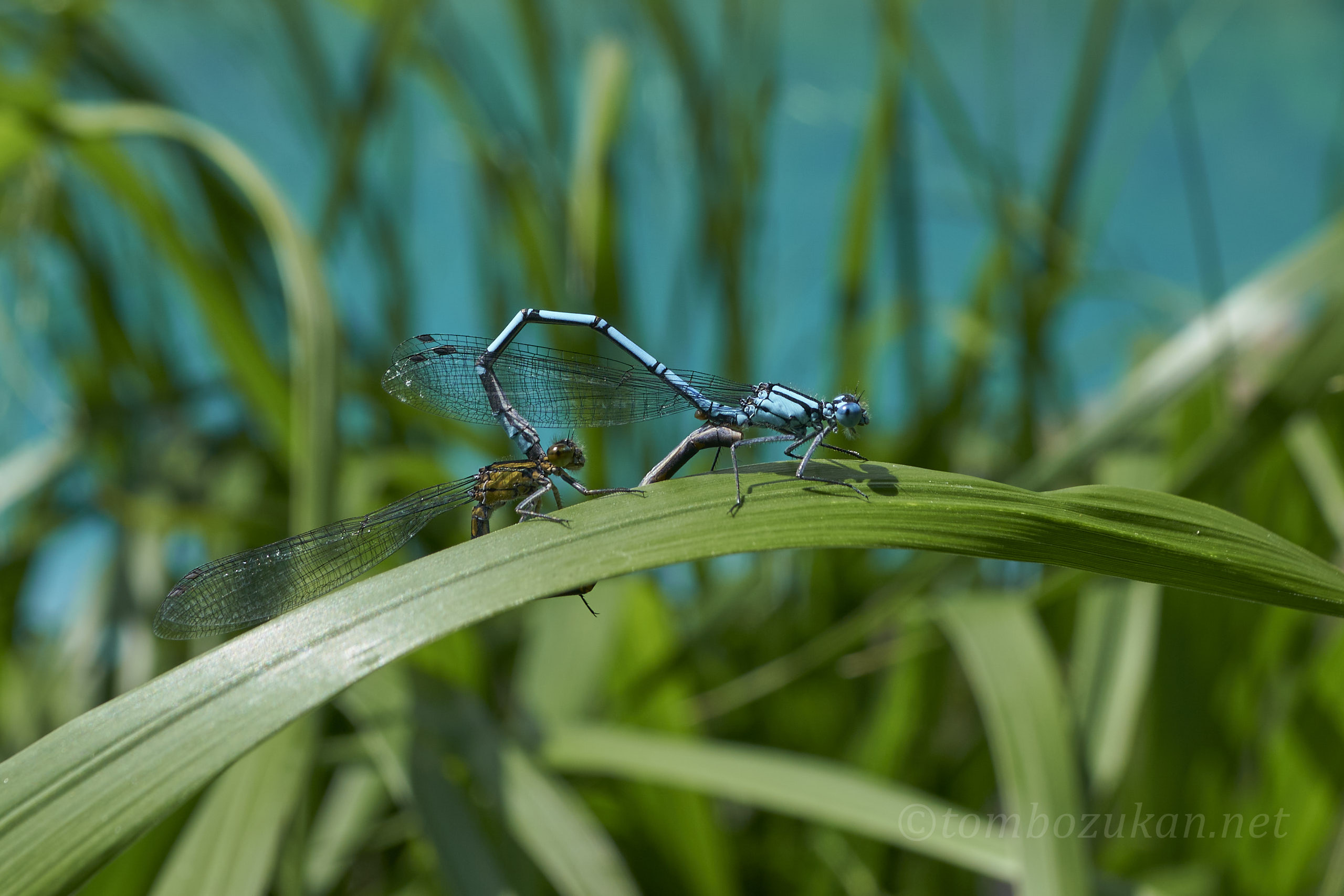 ルリイトトンボ