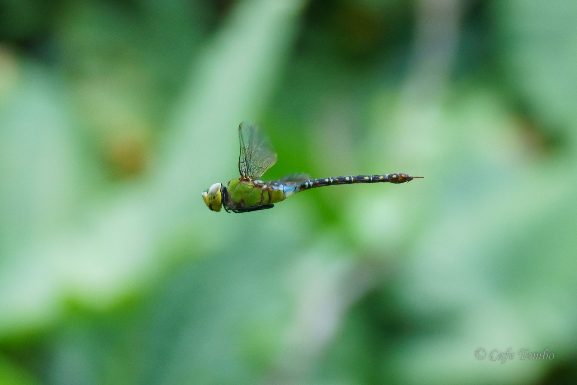 リュウキュウギンヤンマ