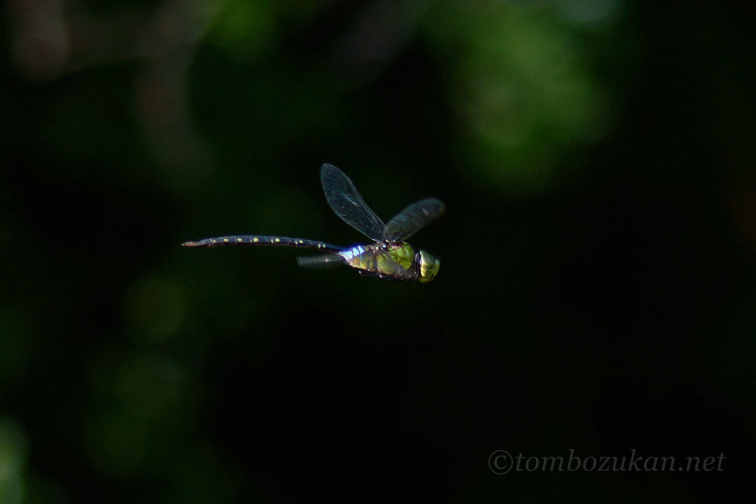 リュウキュウギンヤンマ
