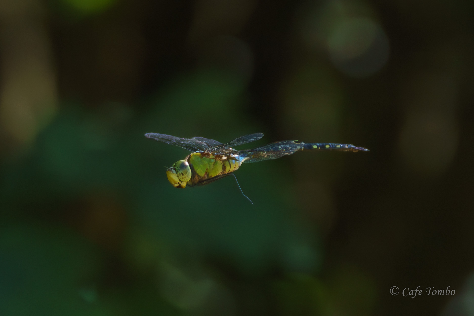 リュウキュウギンヤンマ